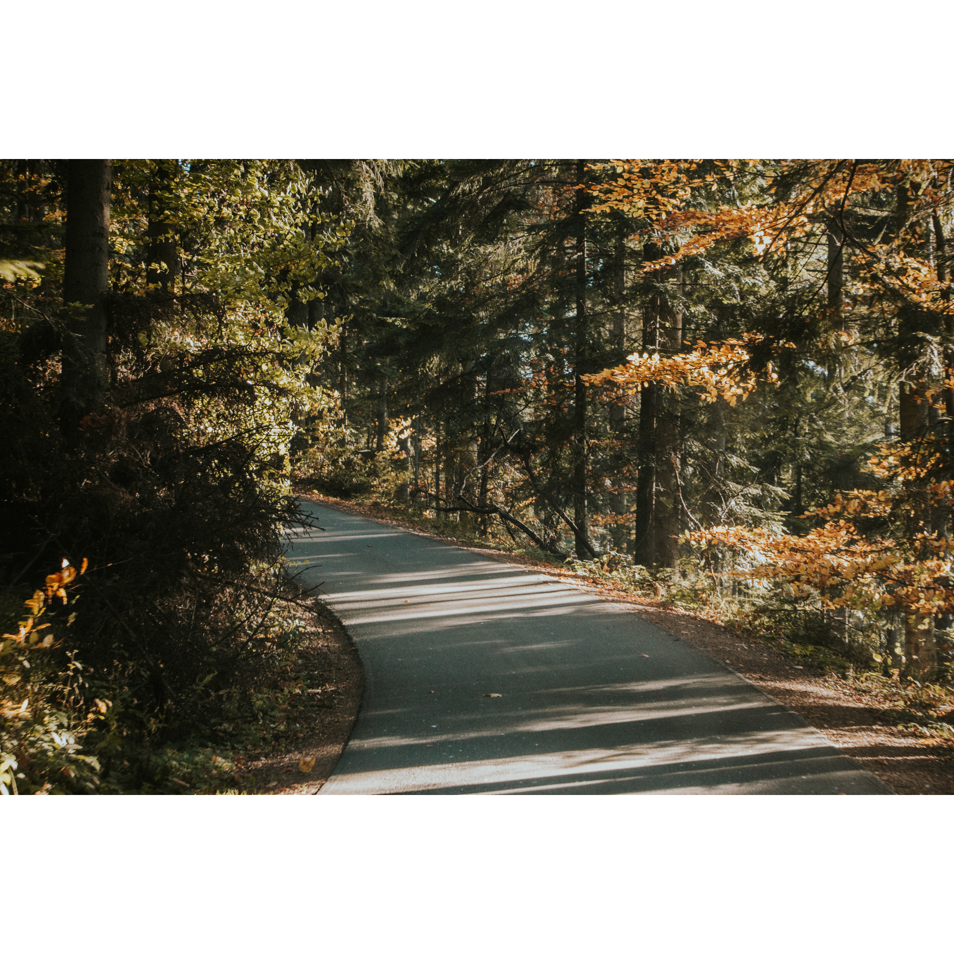 An asphalt road running through the forest