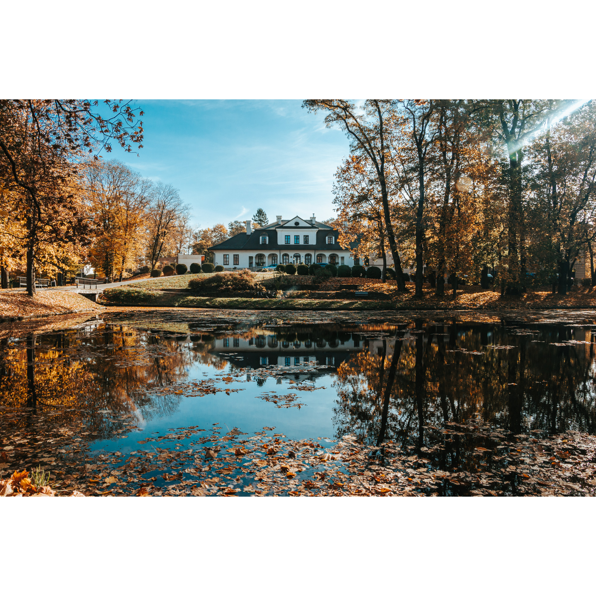 A pond with floating leaves from nearby trees and a bright building in the background