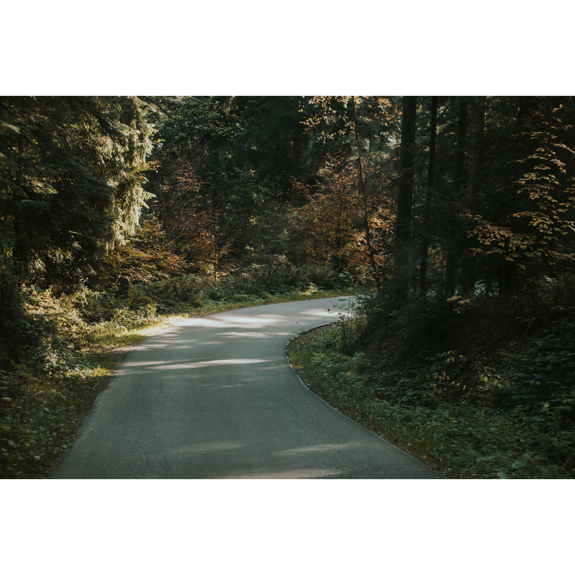 An asphalt road running through the forest