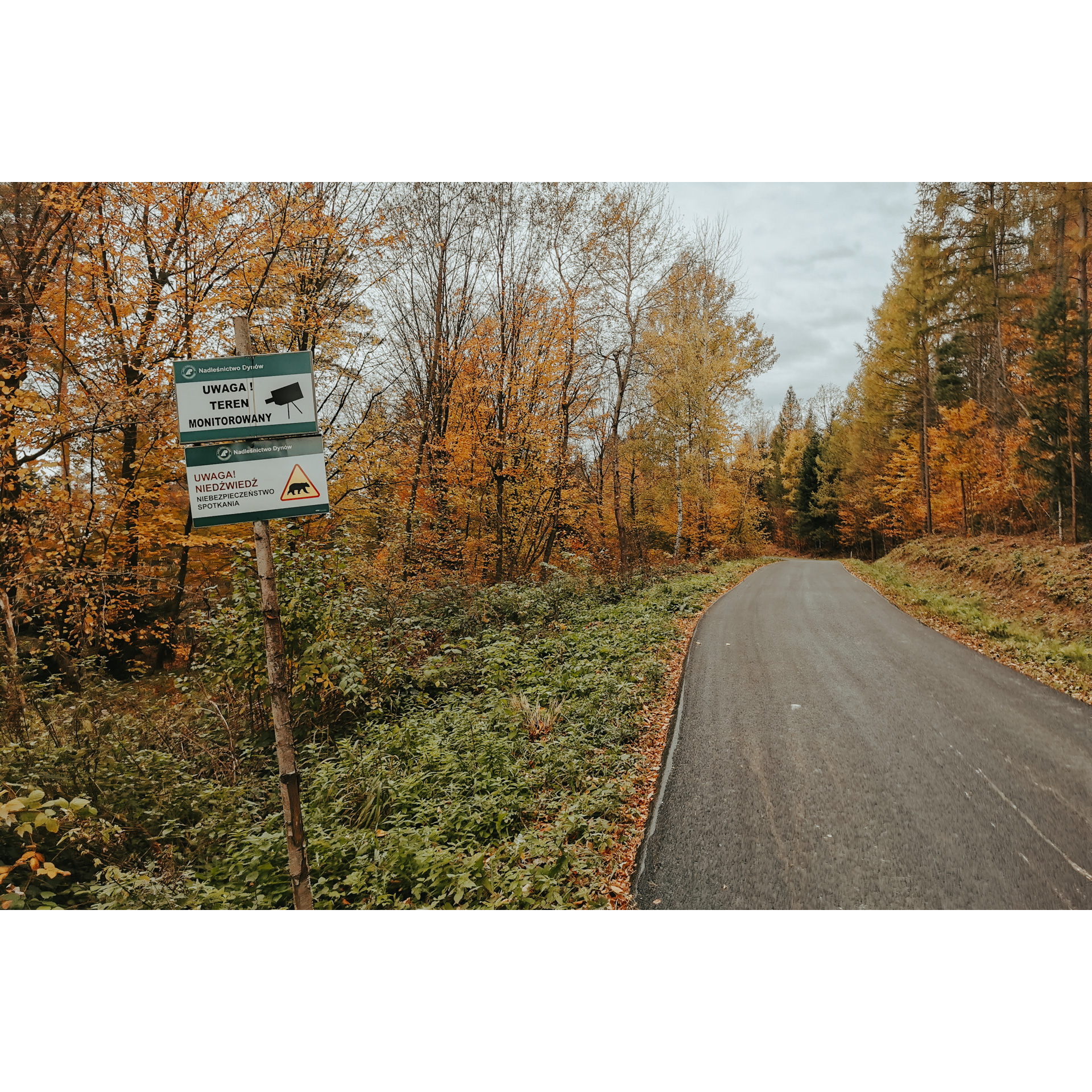 Asphalt road running between orange-brown trees, two white-green warning signs on the roadside