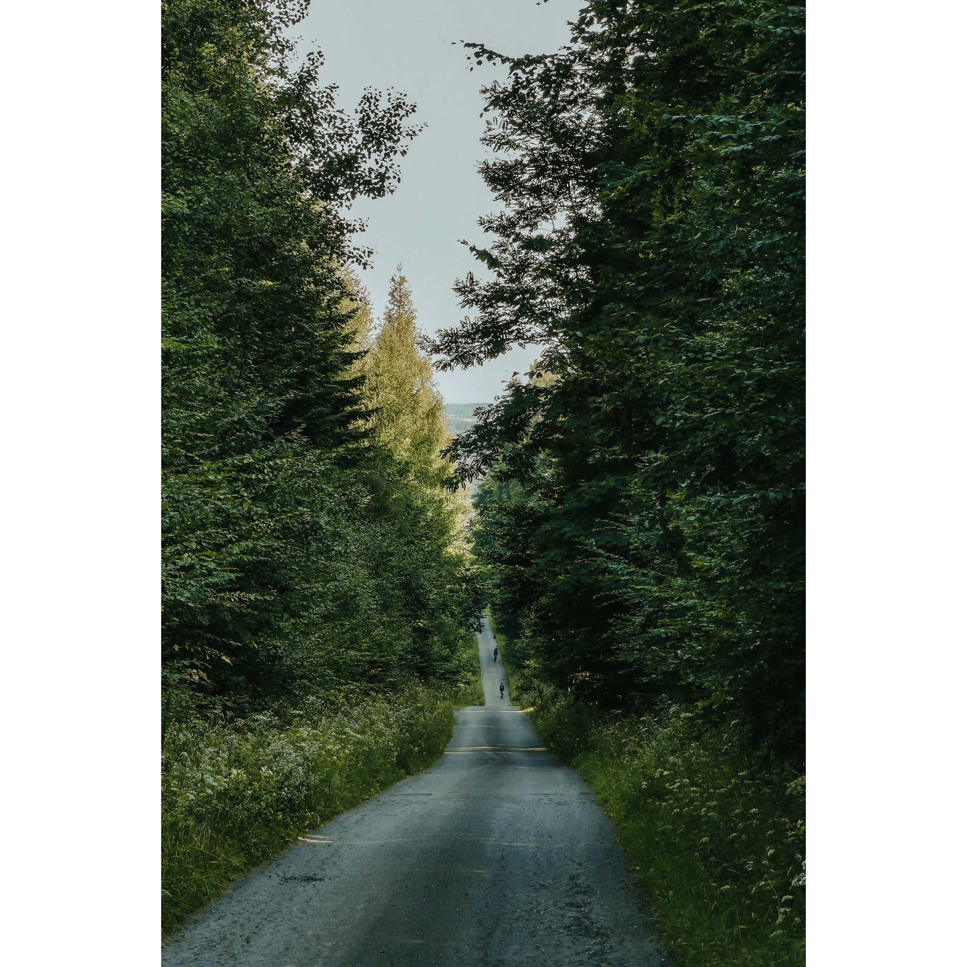 Two cyclists in the distance riding a straight asphalt road through the forest among green tall trees