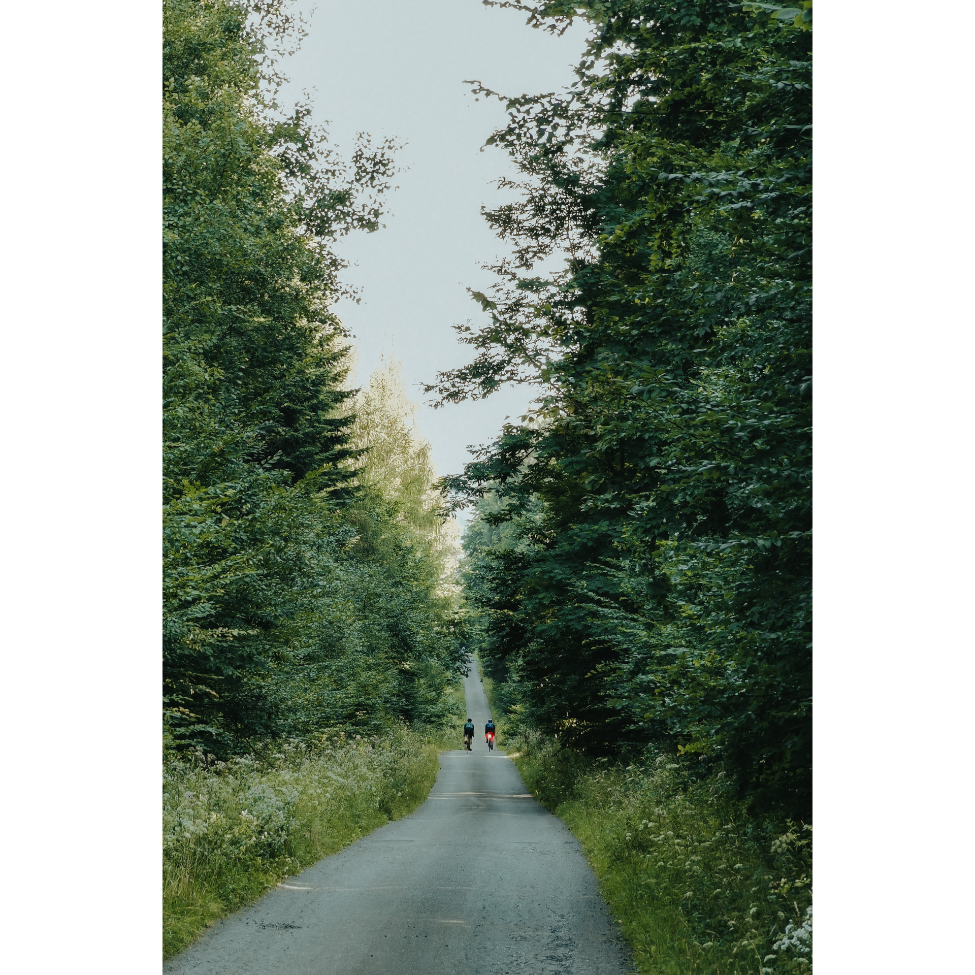 Dwóch rowerzystów jadących prostą drogą asfaltową przez las wśród zielonych, wysokich drzew