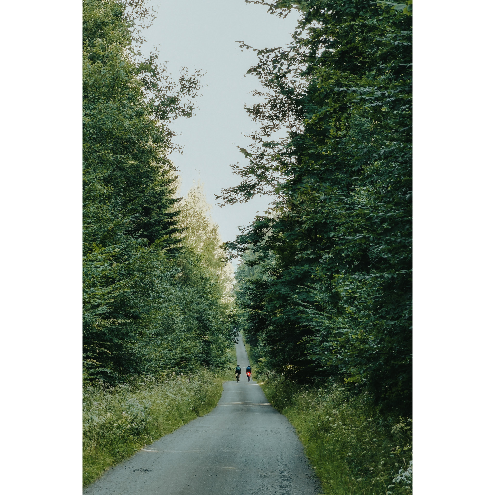 Two cyclists riding a straight asphalt road through the forest among green tall trees