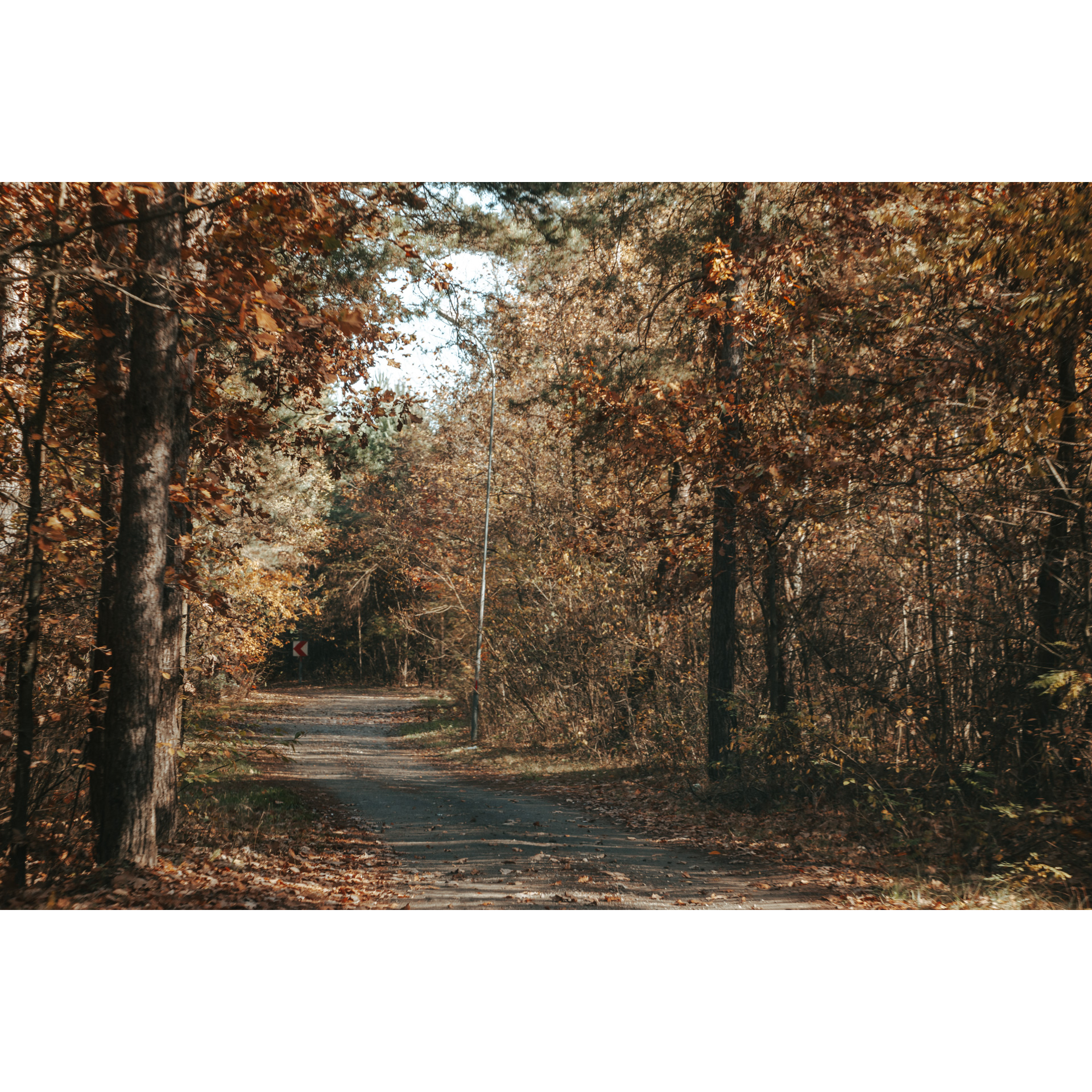 Forest sandy road between trees in brown-red-red colors