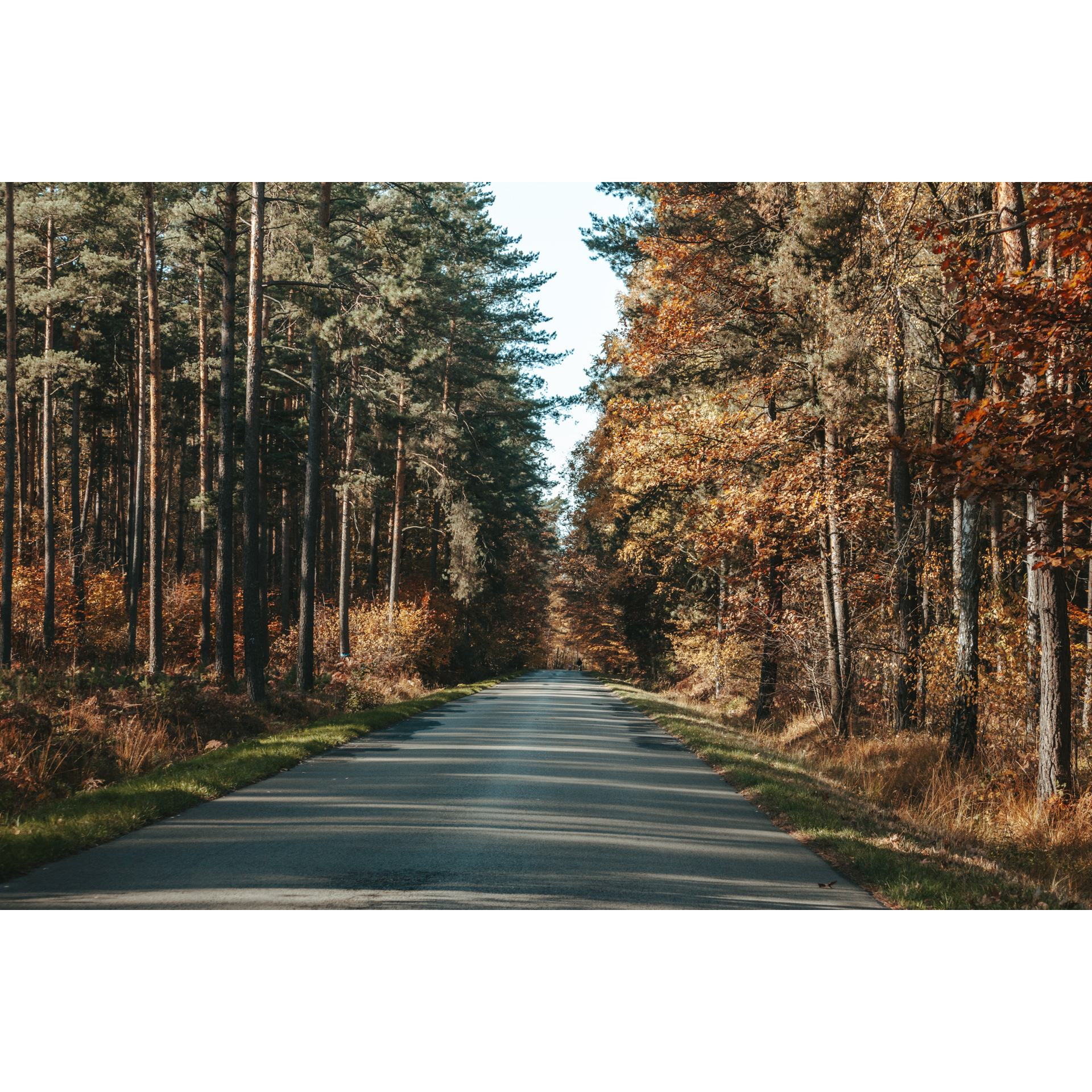 A straight asphalt road between tall trees in brown-red-red colors