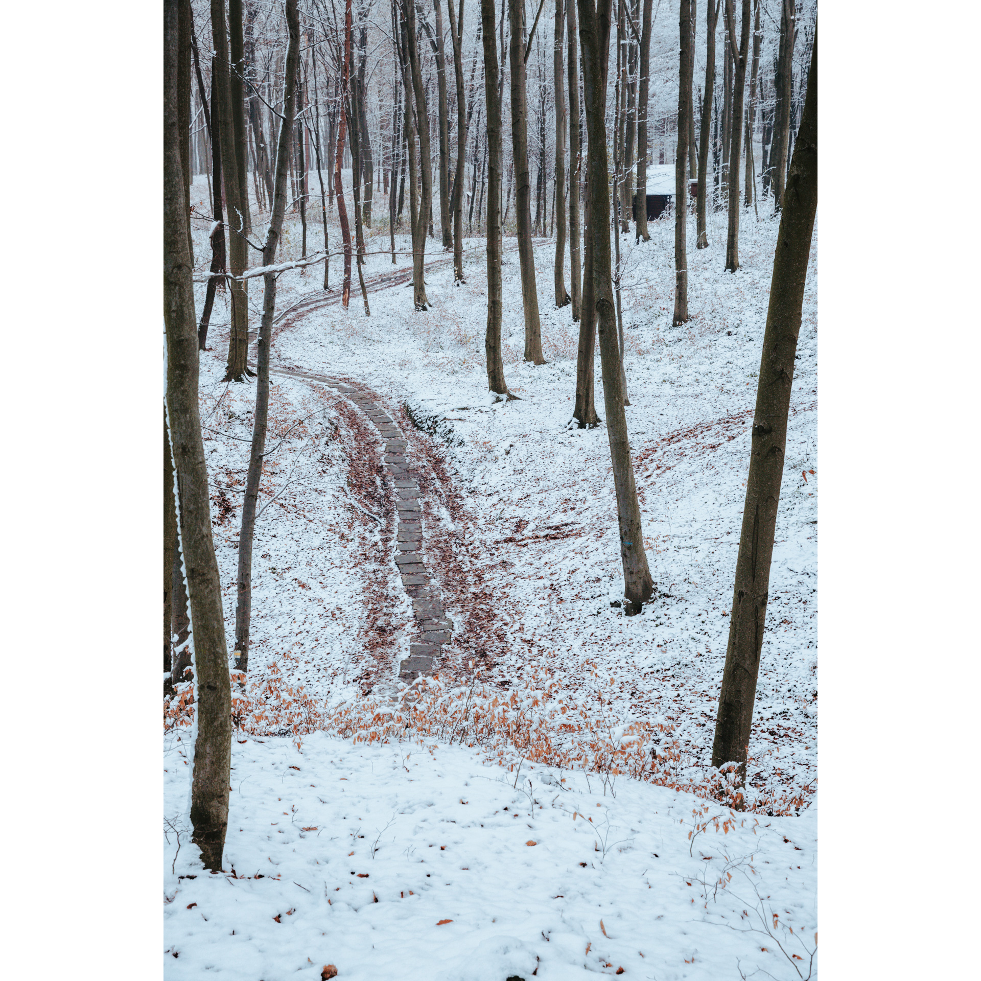 Top view of a snowy forest path made of cement slabs among tall tree trunks