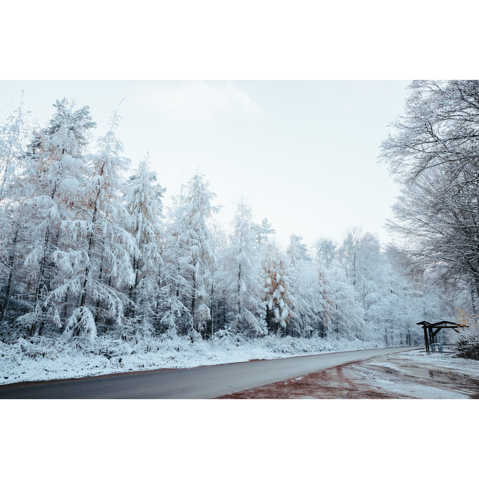 Snow-covered tall coniferous trees growing along the asphalt road