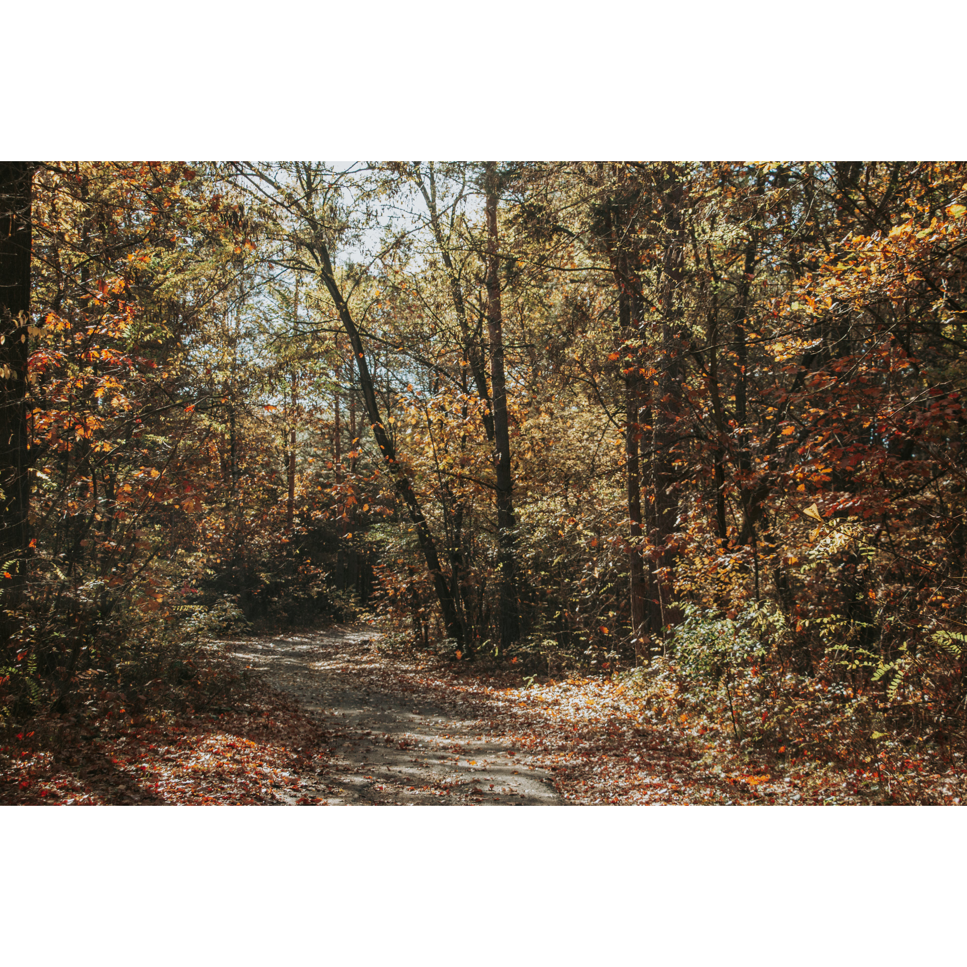 Leśna, piaszczysta droga zasypana brązowymi liśćmi wśród brązowo-zielono-rudych drzew