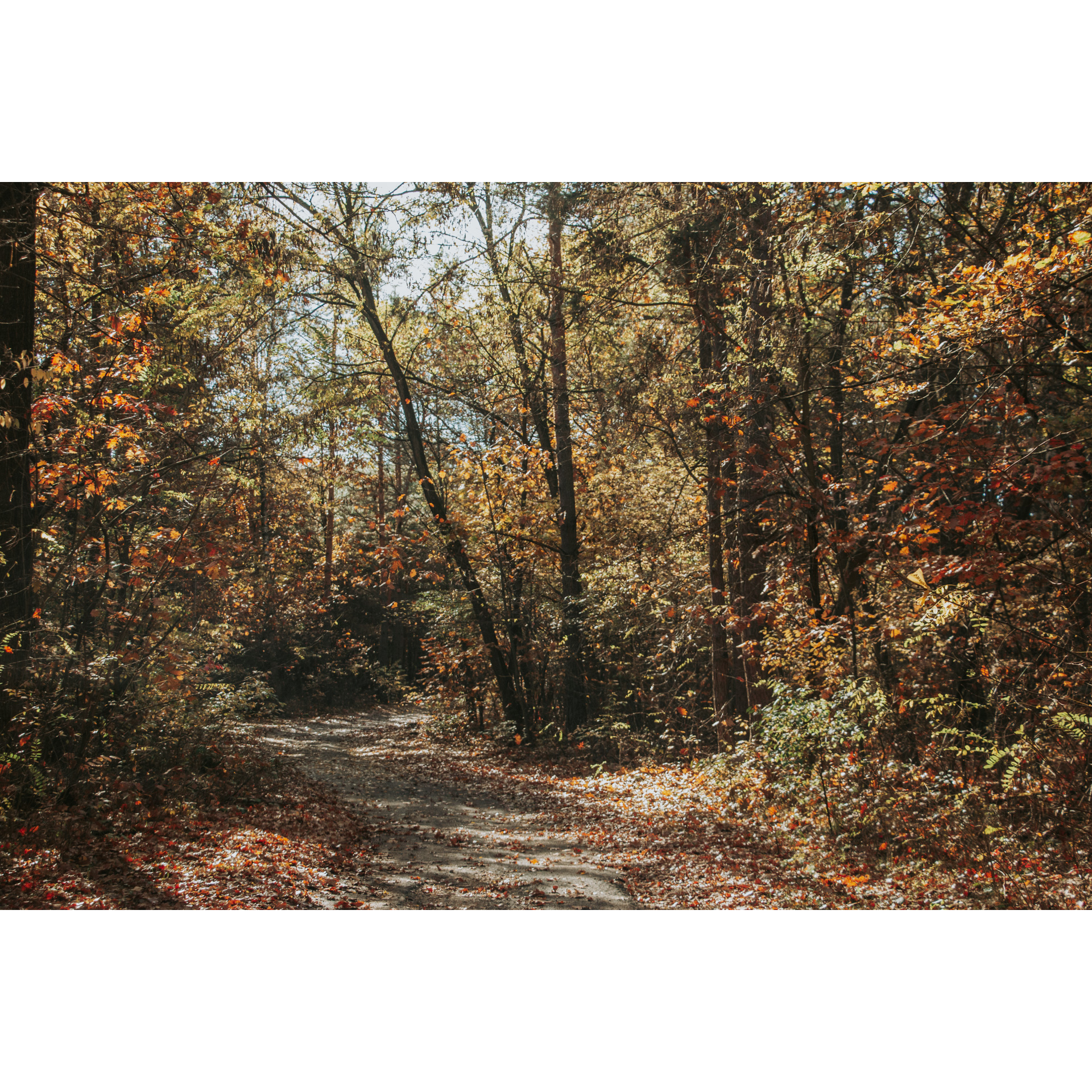 Forest, sandy road covered with brown leaves among brown-green-red trees