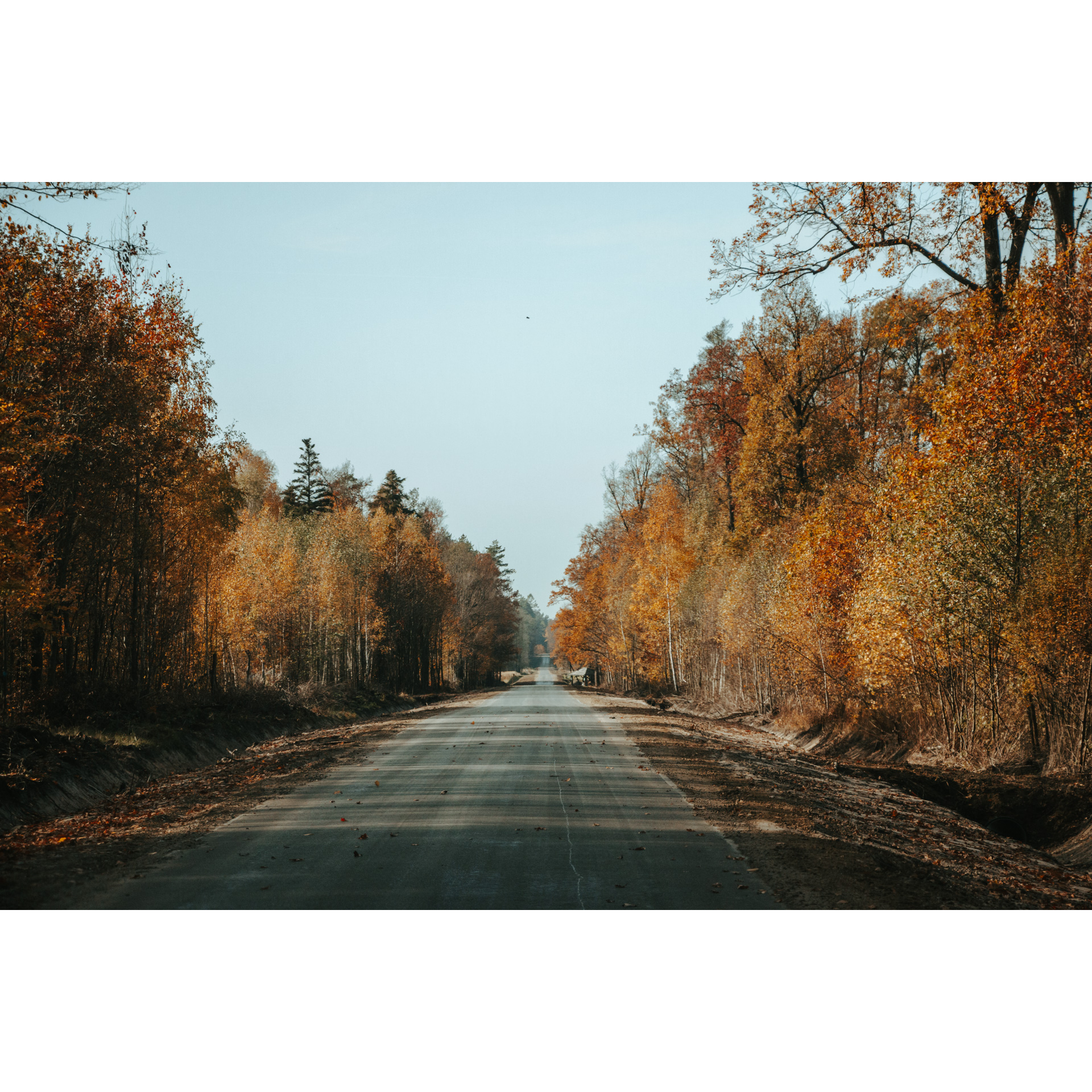 Prosta, asfaltowa droga biegnąca między drzewami w brązowo-beżowo-pomarańczowych barwach 