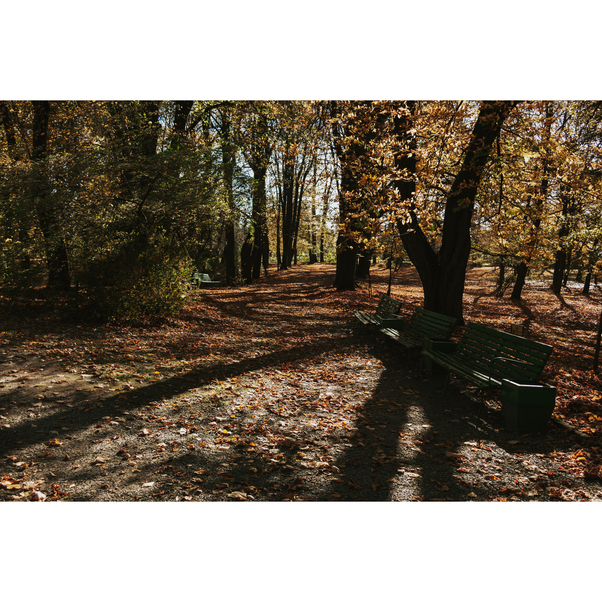 Three wooden benches with backrests in a forest glade among trees