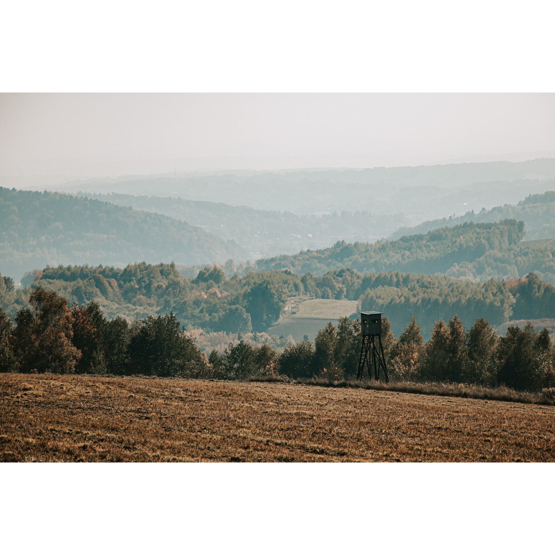 Łąka z brązową trawą z widokiem na zalesione wzgórza i mgliste niebo, w tle drzewa i drewniana ambona obserwacyjna 