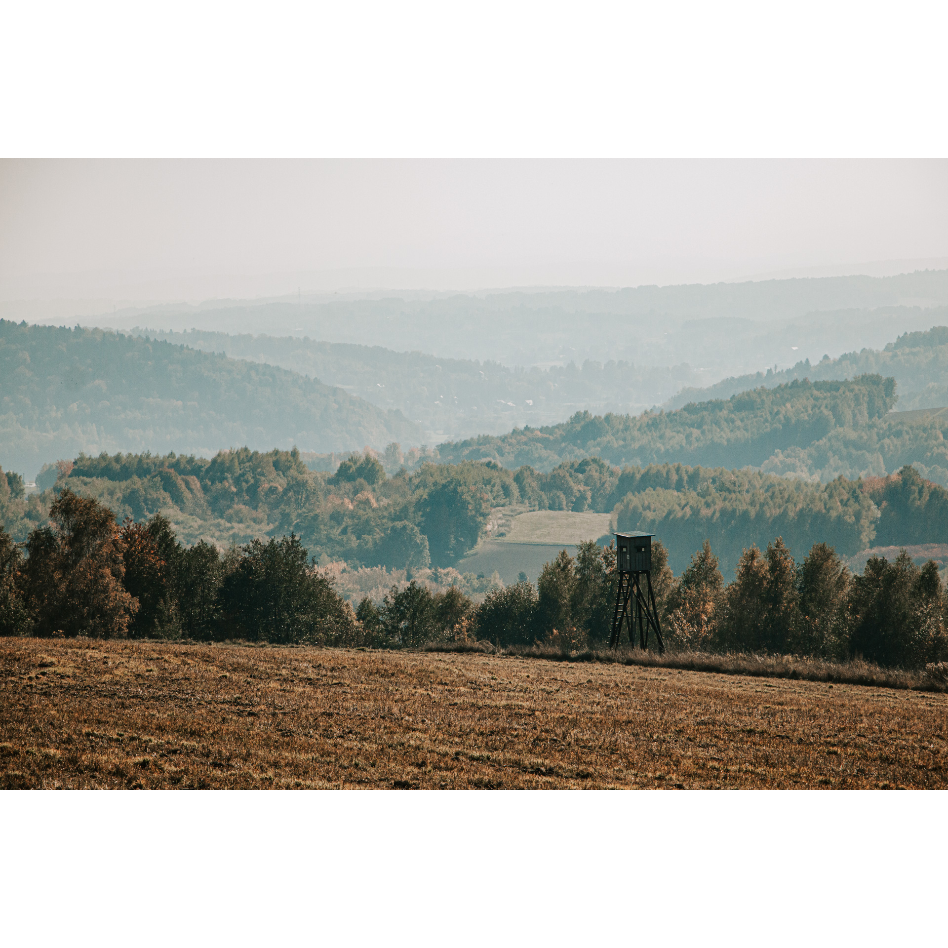 Meadow with brown grass overlooking wooded hills and misty sky, trees and wooden observation tower in the background