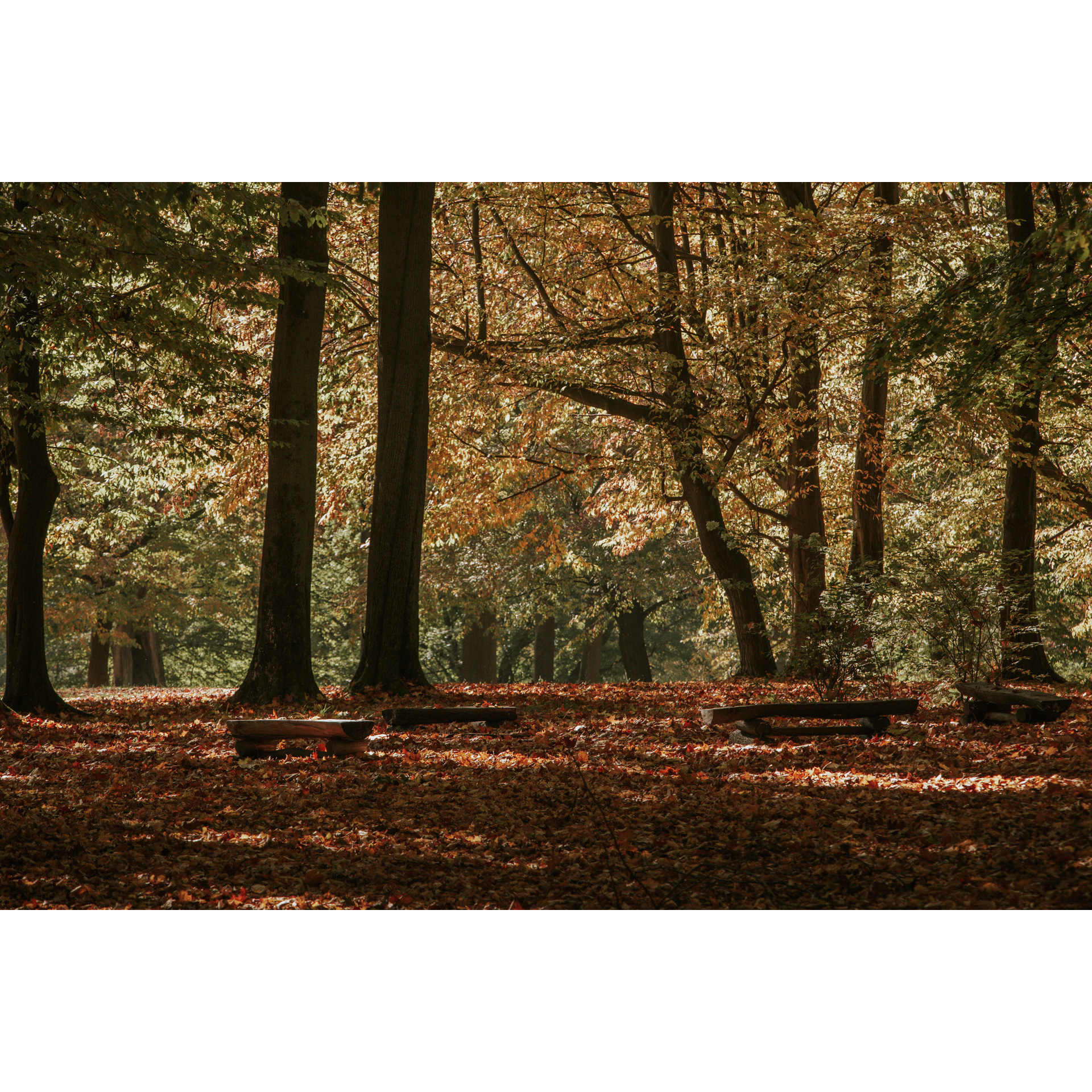 Polana w lesie liściastym, wokół wysokie drzewa, podłoże całkowicie pokryte brązowymi liśćmi, na środku miejsce na ognisko otoczone niskimi, drewnianymi ławkami bez oparć
