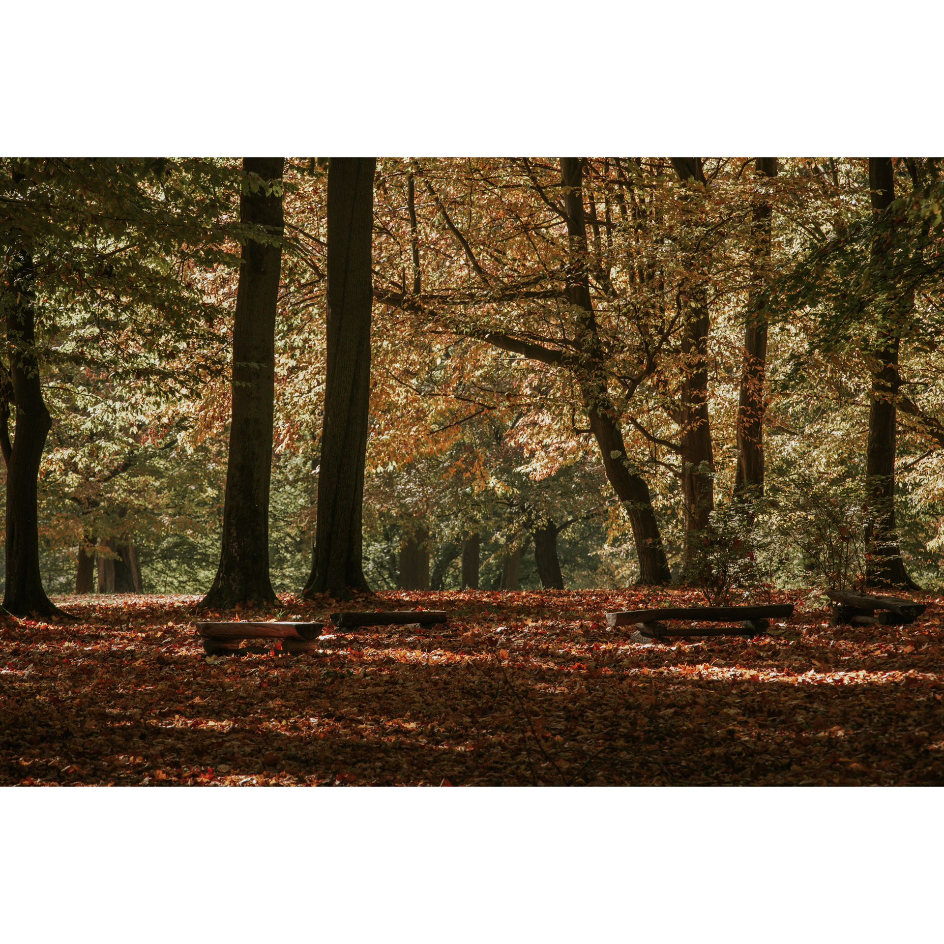 Clearing in a deciduous forest, surrounded by tall trees, the ground completely covered with brown leaves, in the middle a fire pit surrounded by low, wooden benches without backs