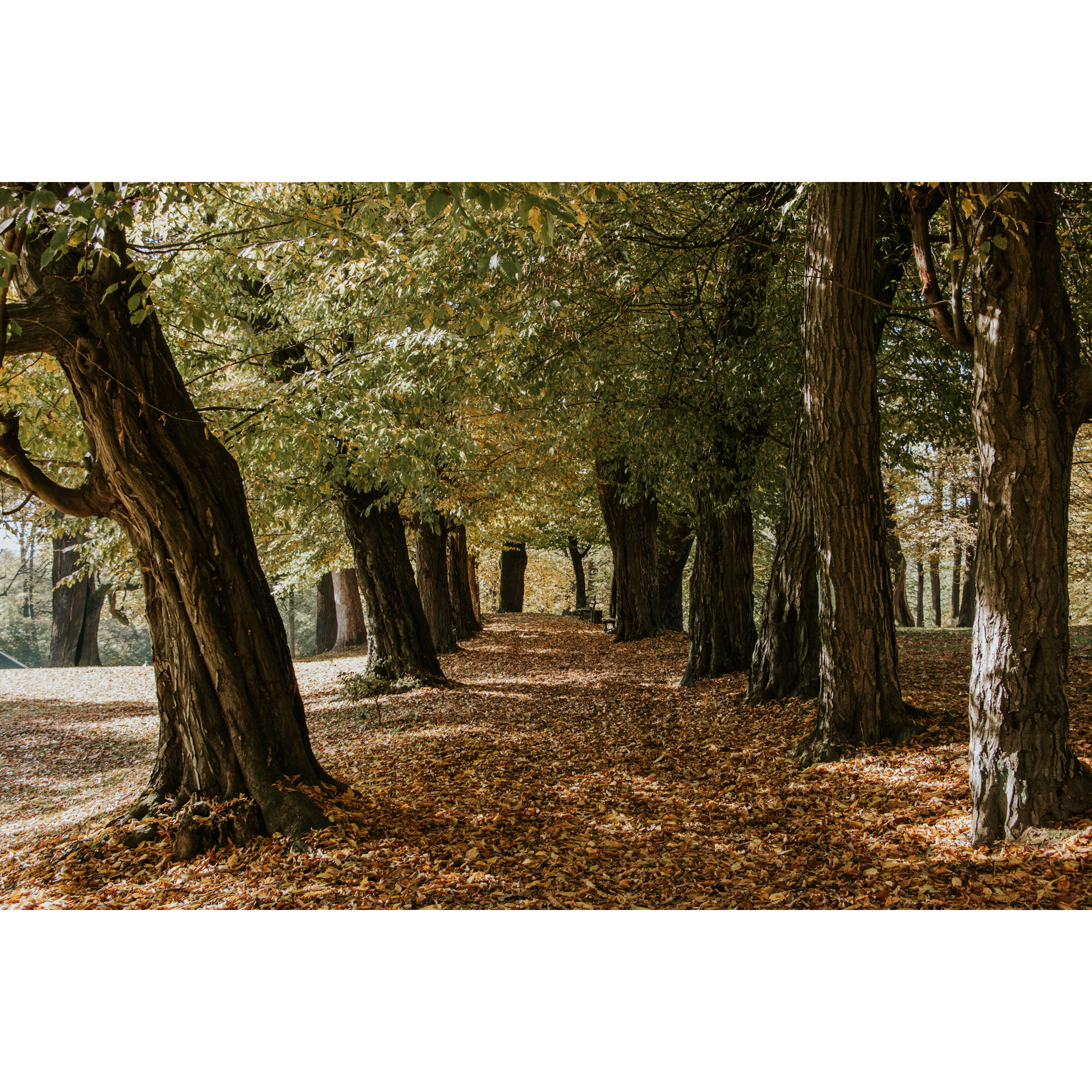 An alley running between deciduous trees with thick trunks covered with brown leaves