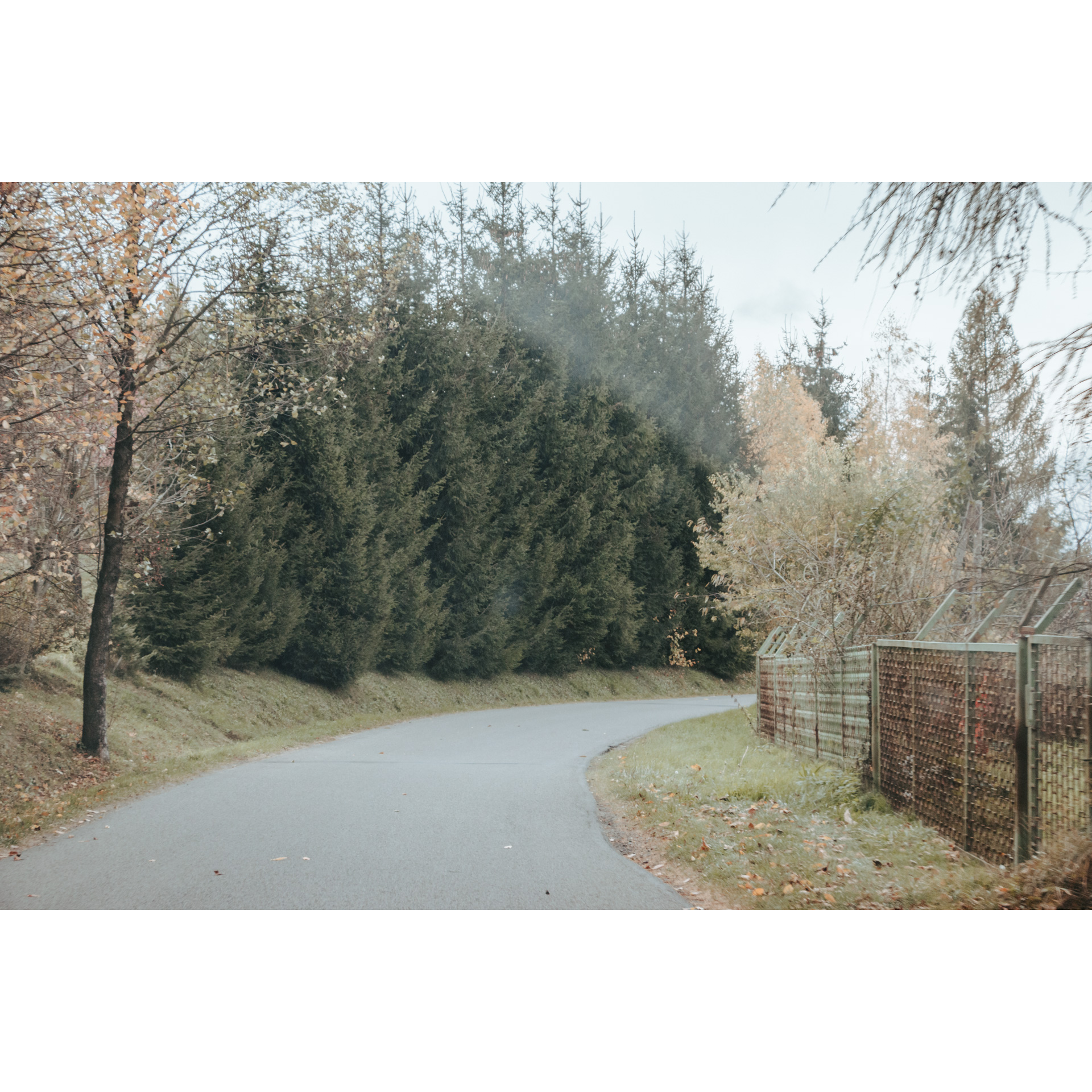 Asphalt road turning right, on the right a gate and a tin fence and beige trees and bushes, on the left green Christmas trees