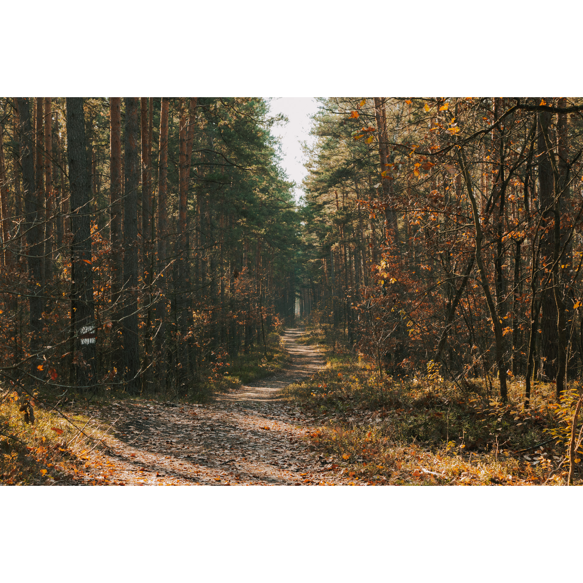 Piaszczysta droga leśna biegnąca między wysokimi drzewami w pomarańczowo-brązowo-zielonych barwach