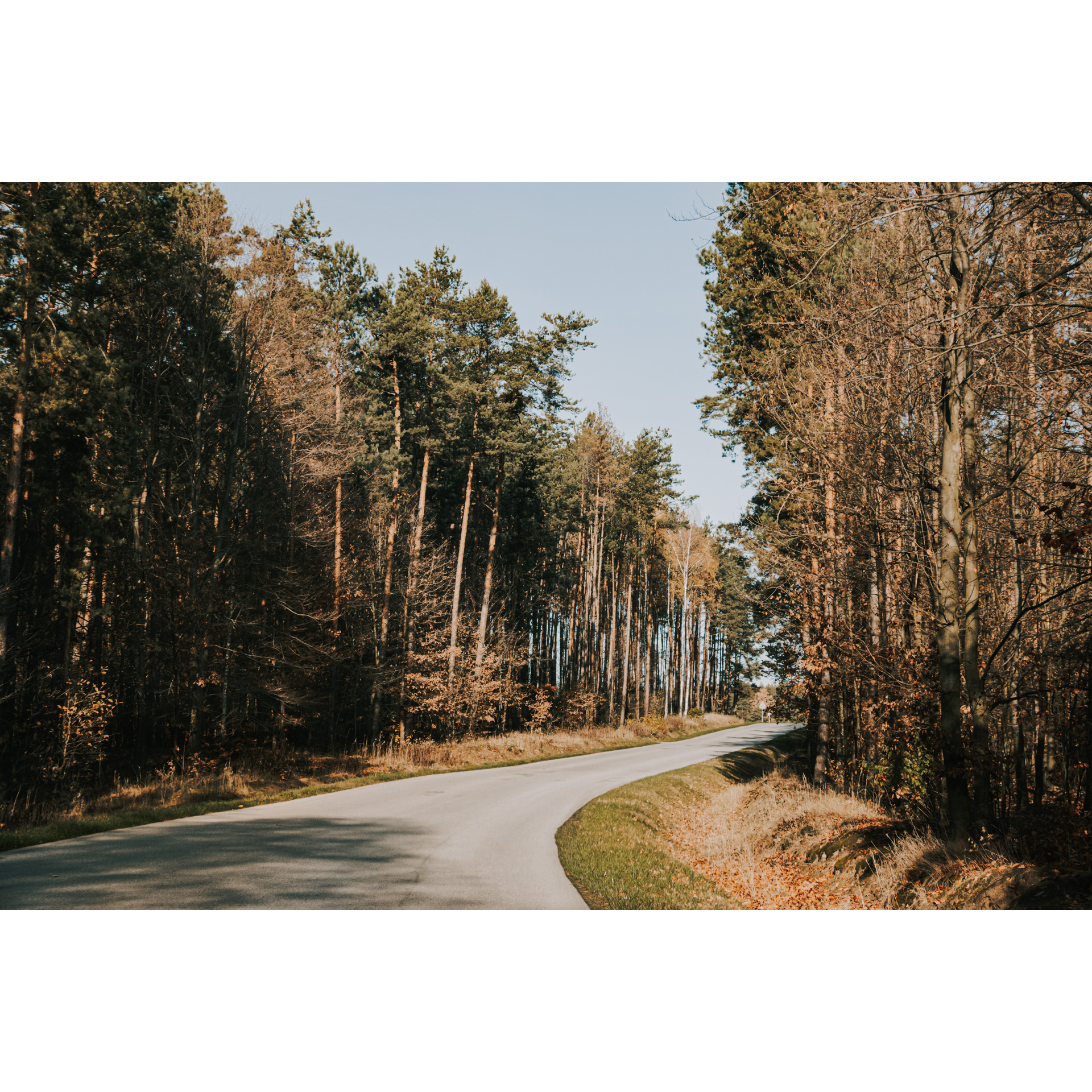 Asphalt road turning right, running through tall trees