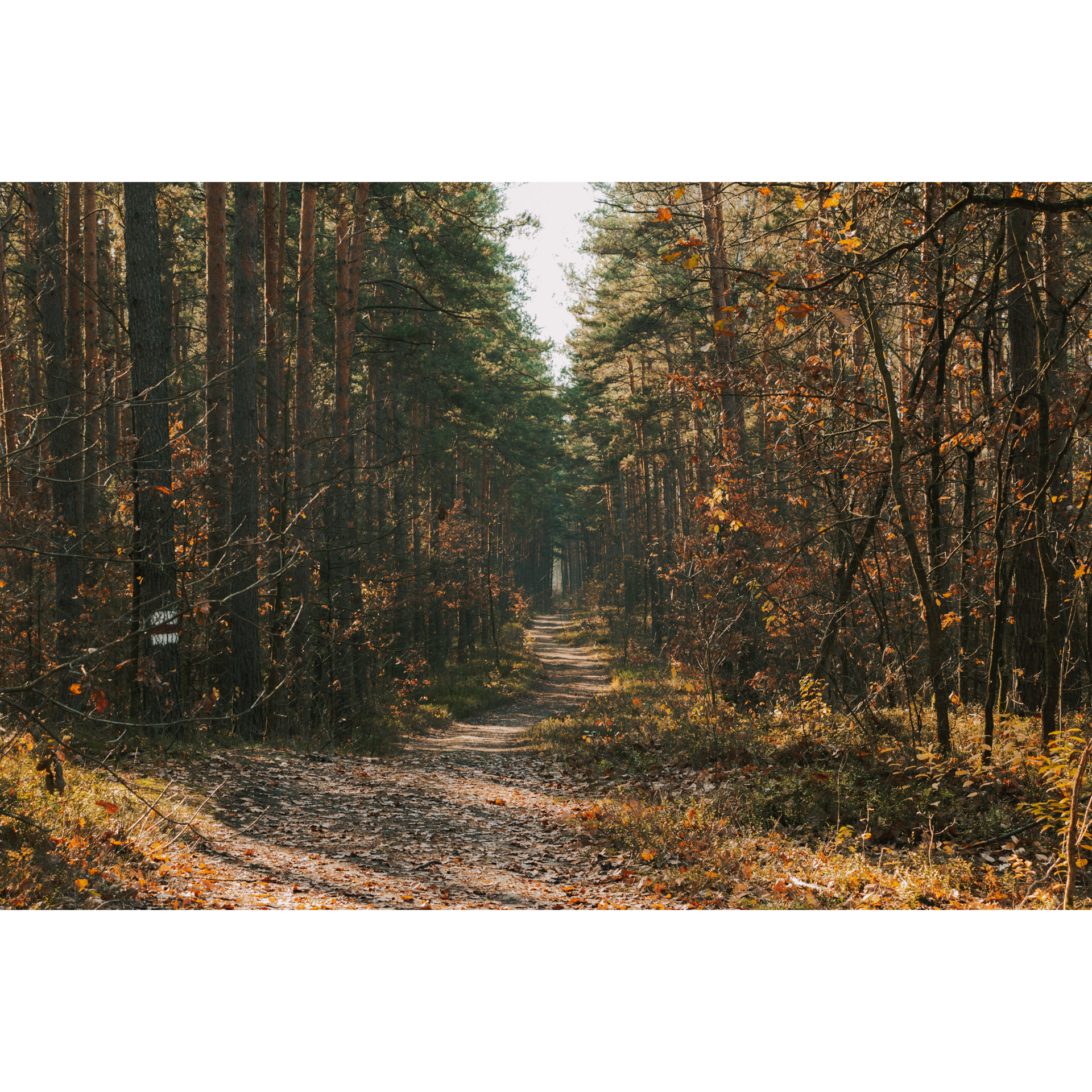 Sandy forest road running between tall trees in orange, brown and green colors