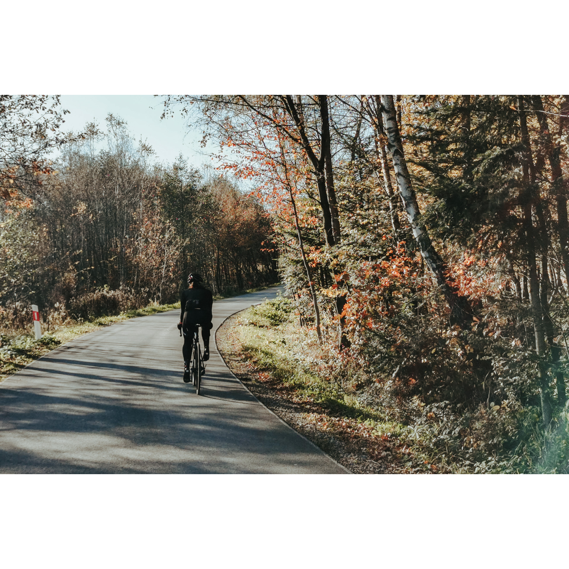 A cyclist riding an asphalt road through a forest full of trees with orange leaves and green needles