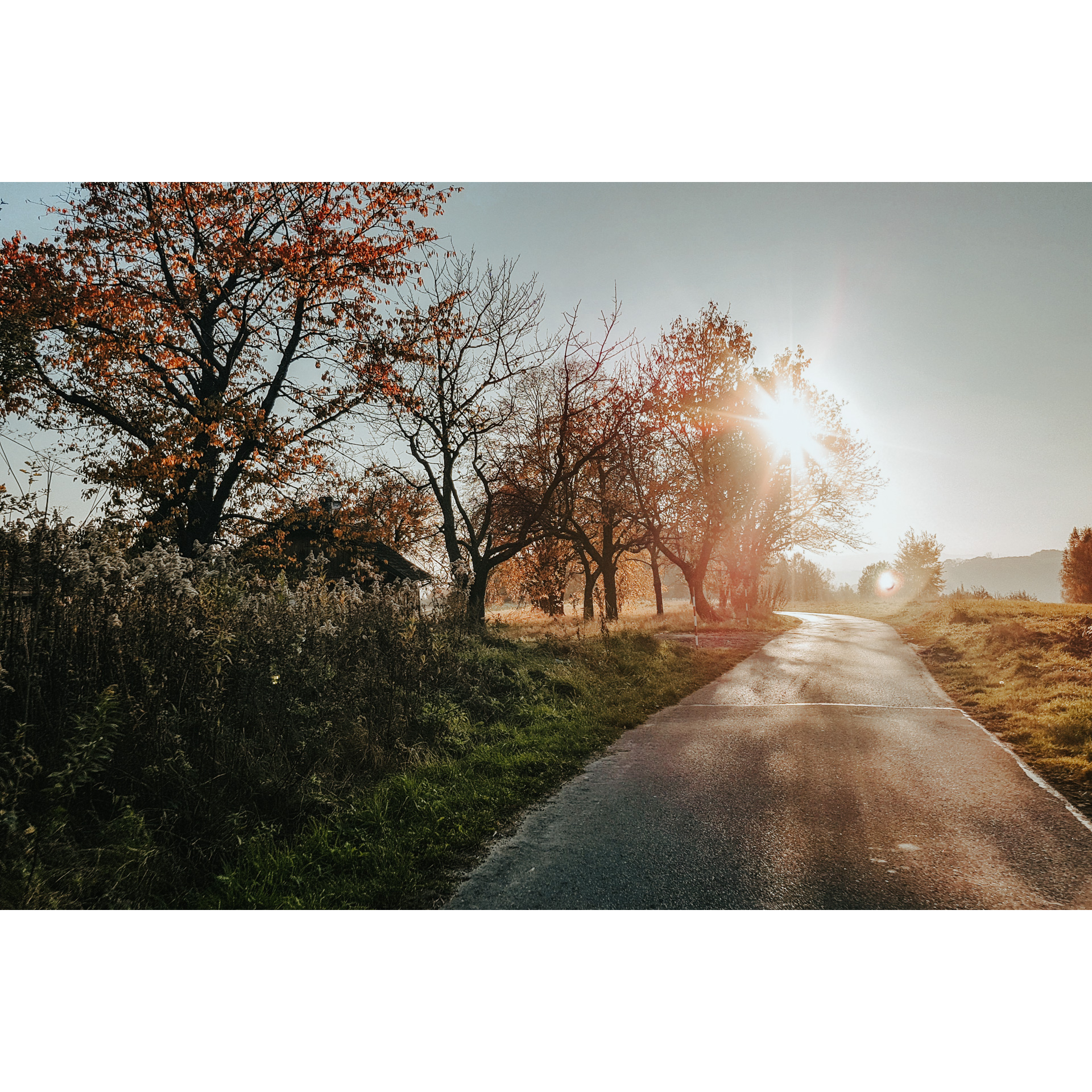 Asphalt road with trees on the grassy roadside against the setting sun