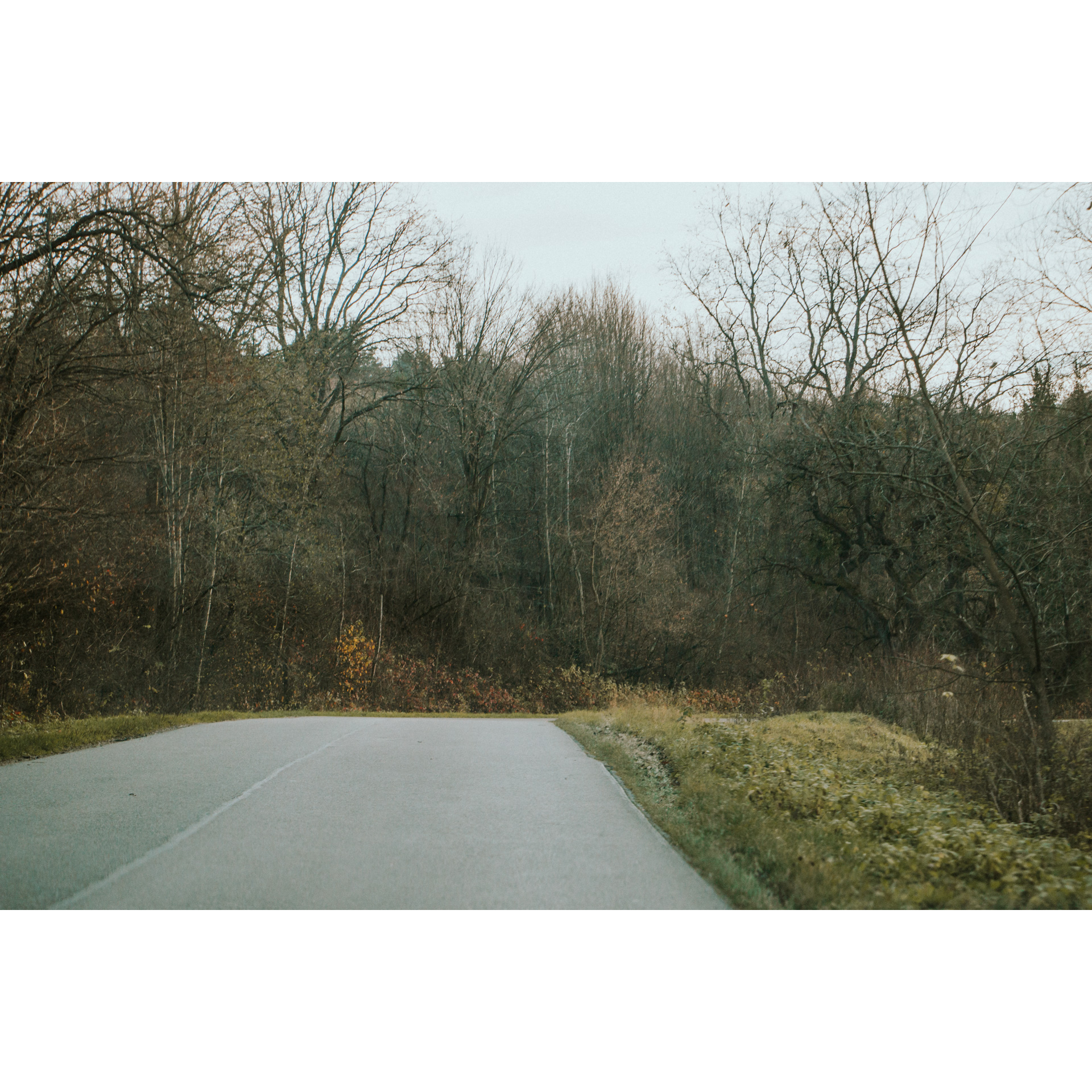 Asphalt path in the background bushes and trees without leaves and a cloudy sky