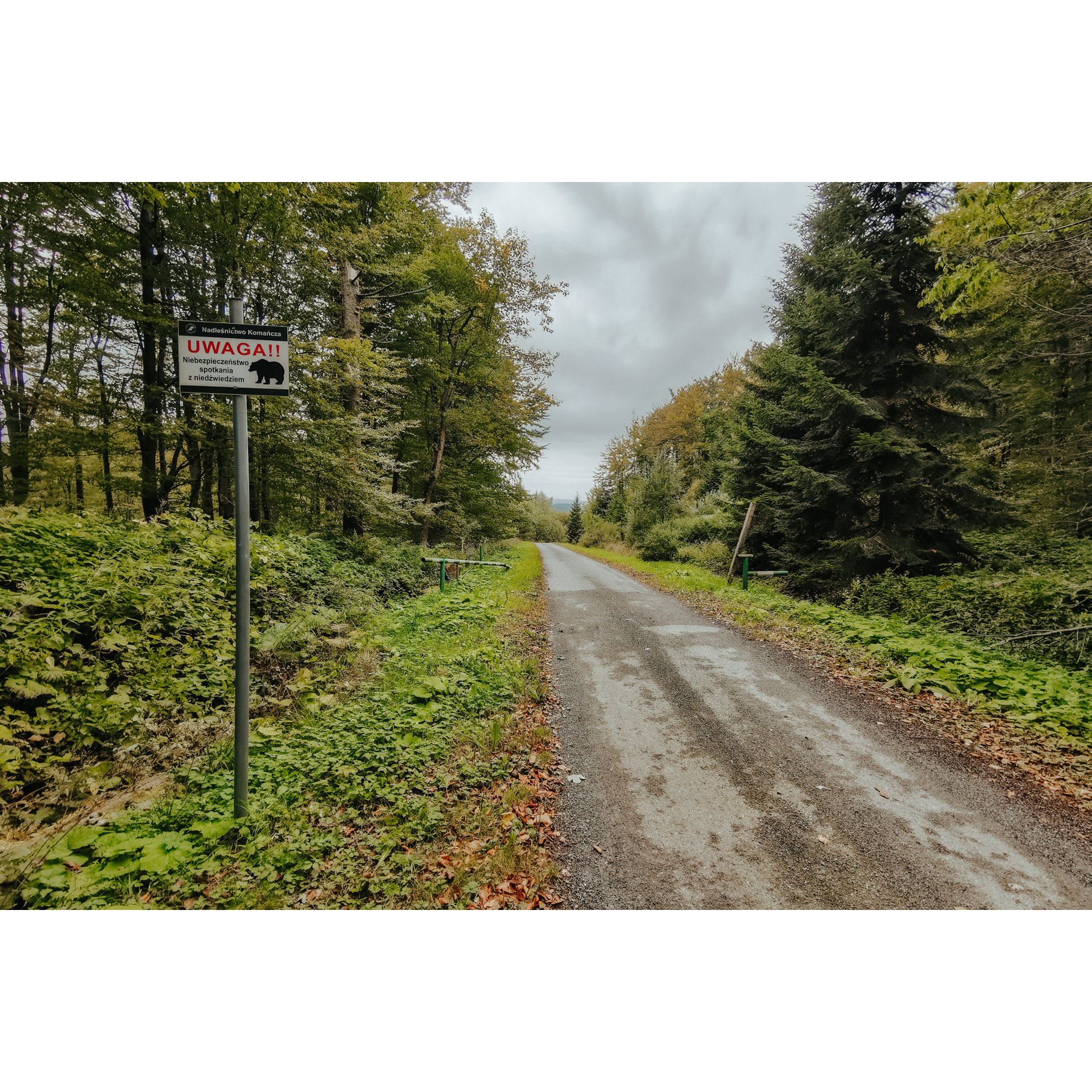 A stony forest road among dense vegetation and trees with green leaves