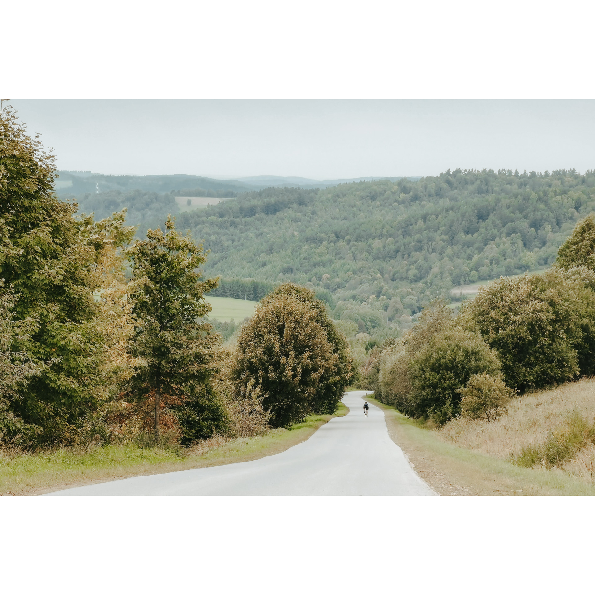A cyclist in a dark outfit riding an asphalt road surrounded by trees against the background of a dense forest