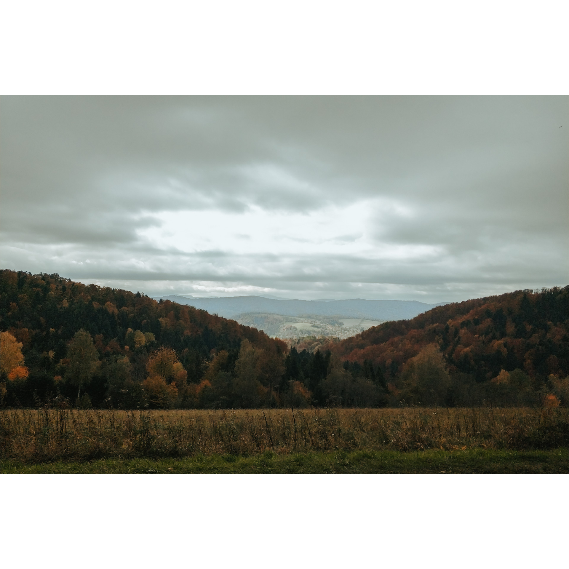 Dense forest against the backdrop of hills under a cloudy sky