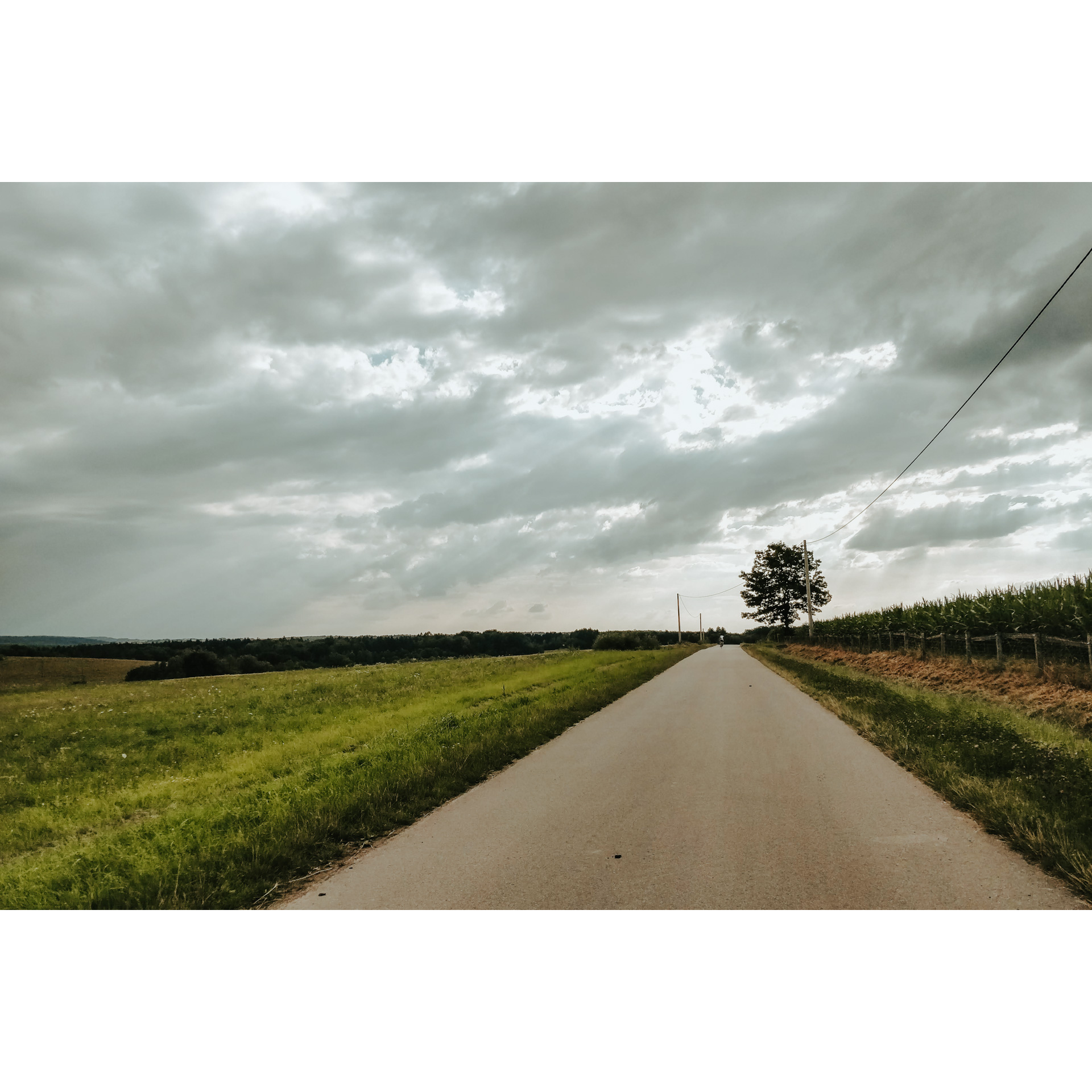 An asphalt road leading between a green meadow and a corn field and a cyclist in a white outfit riding it in the distance