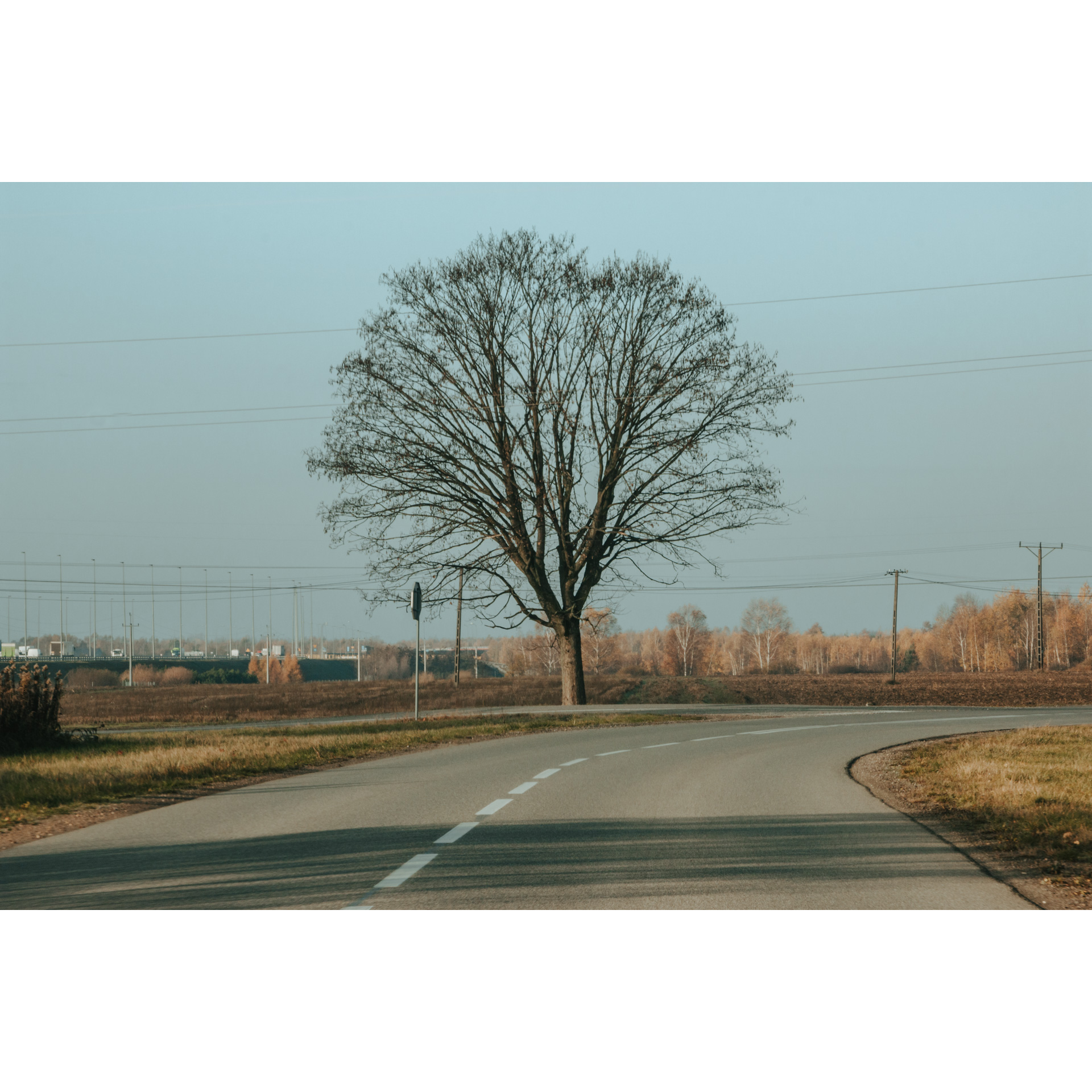 A large deciduous tree standing at the intersection of asphalt roads