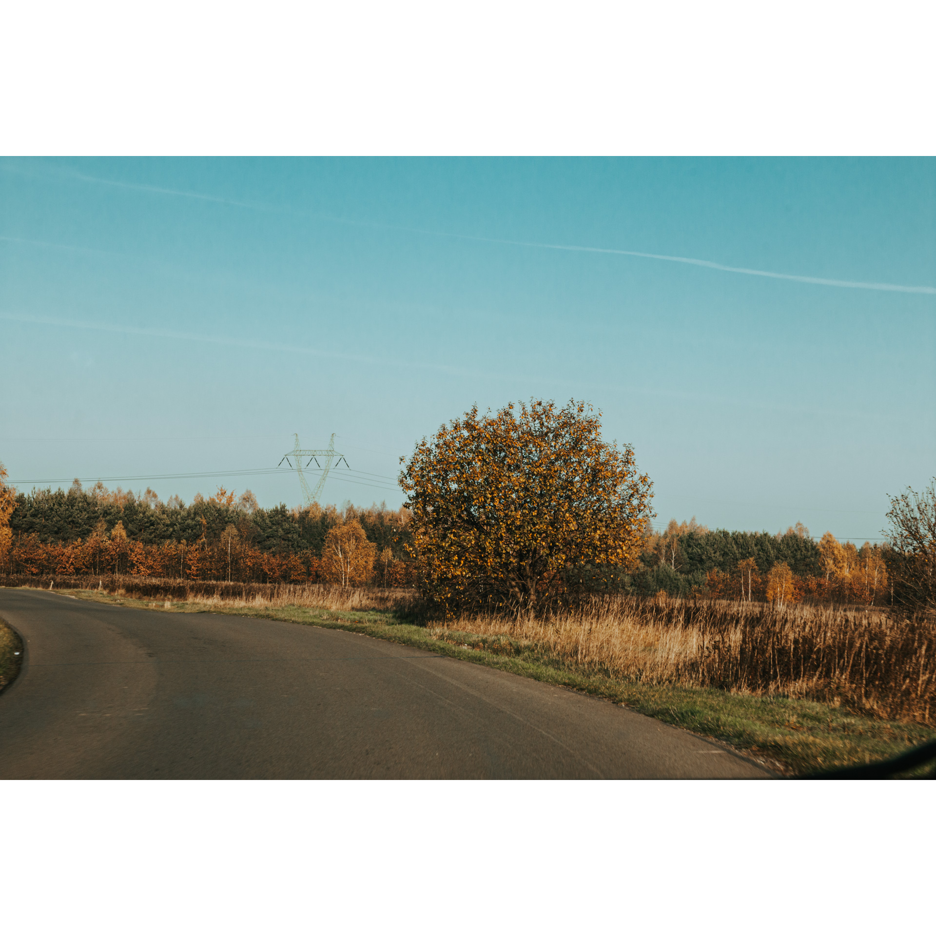 Asphalt road surrounded by brown and yellow vegetation with a forest in the background