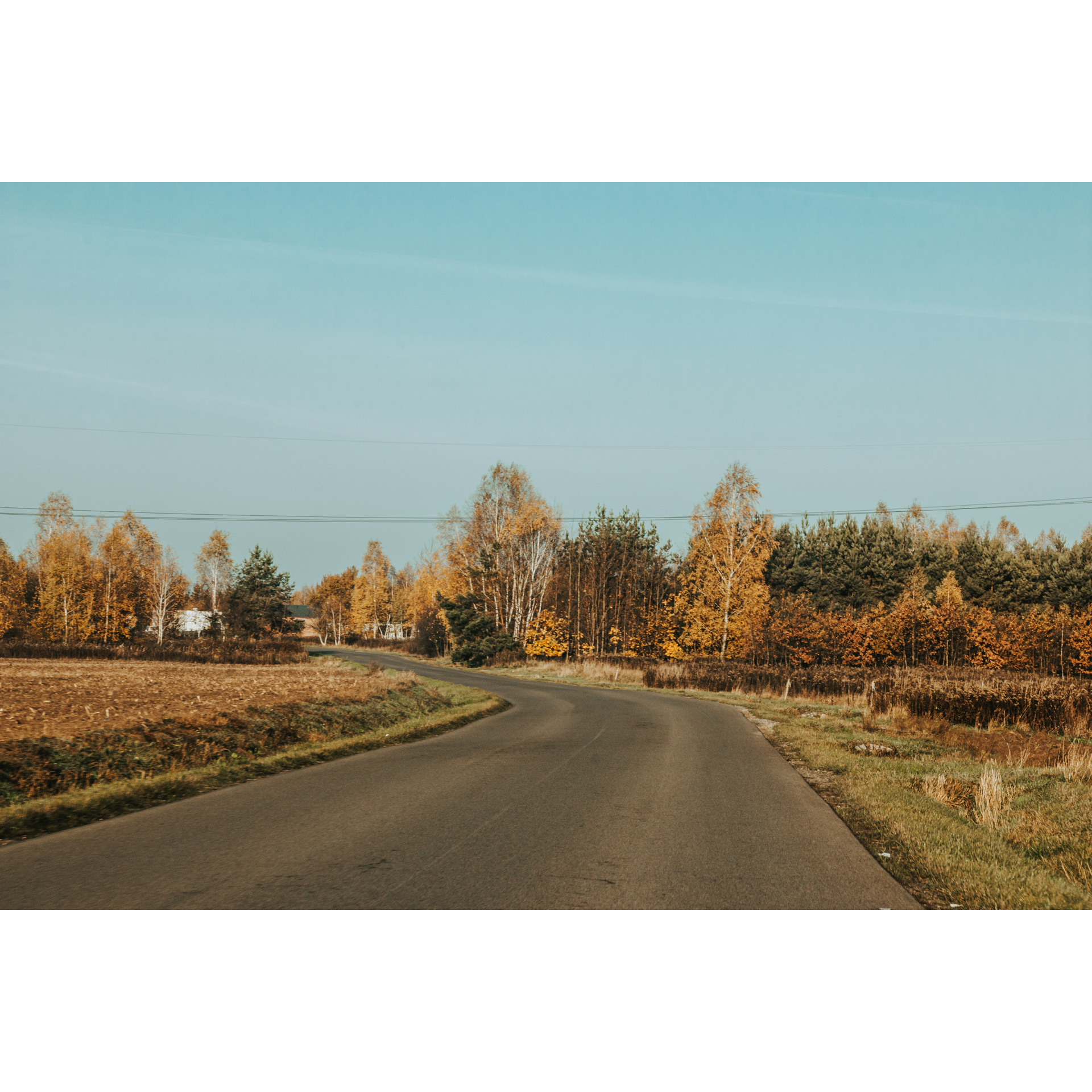 Asphalt road surrounded by brown and yellow vegetation and trees in the background