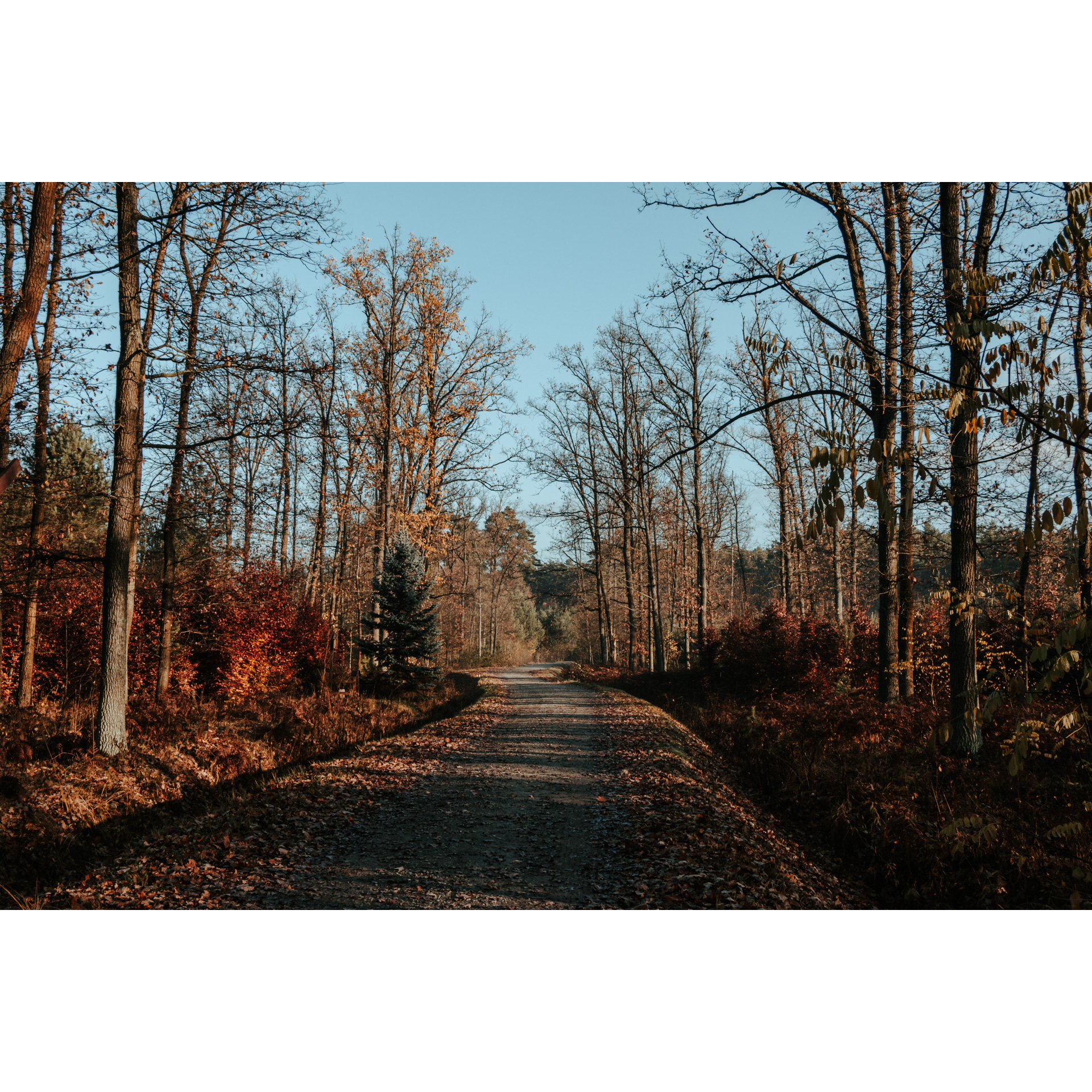 Dirt road leading through autumn forest with orange leaves on trees and ground