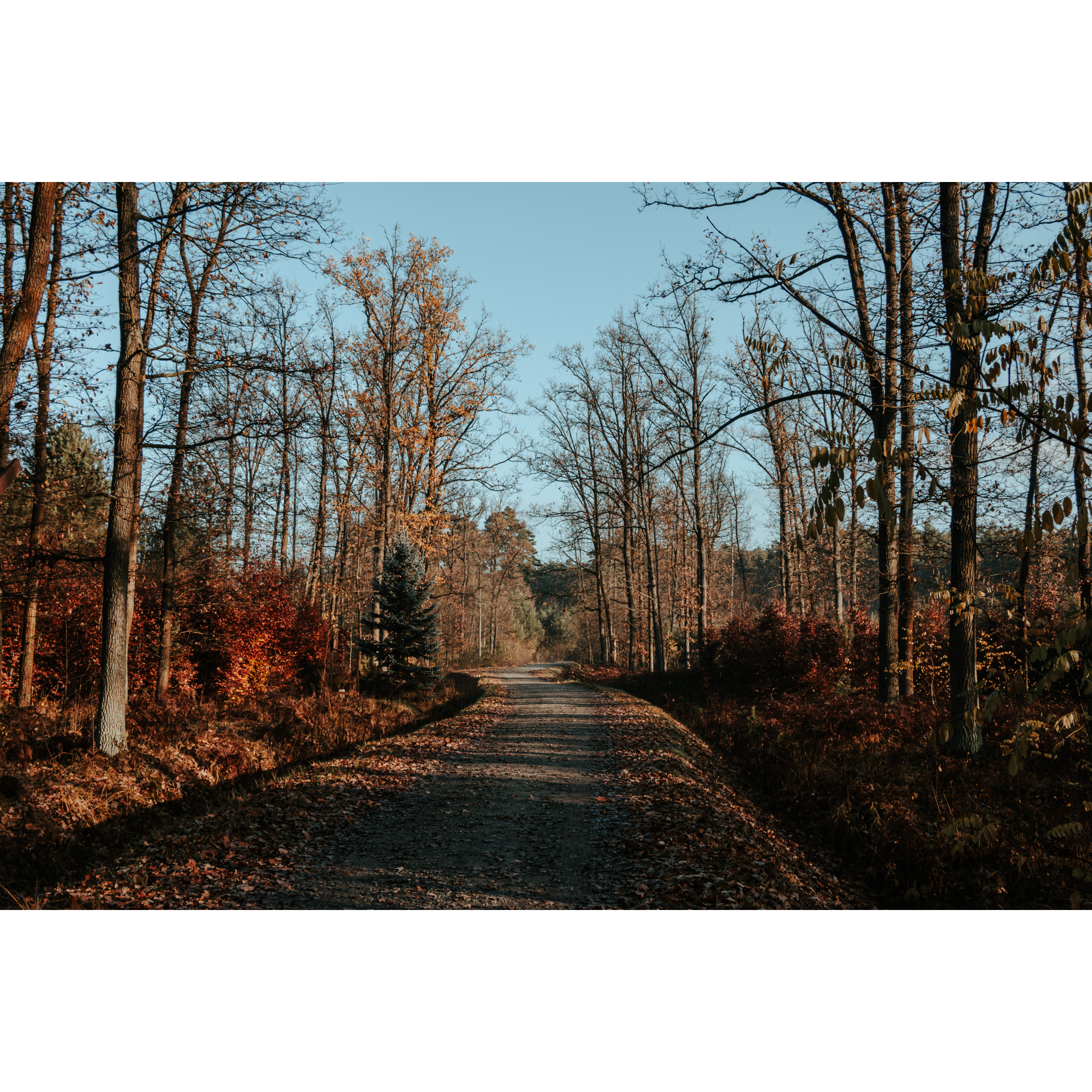 Droga gruntowa prowadząca przez jesienny las z pomarańczowymi liśćmi na drzewach i podłożu