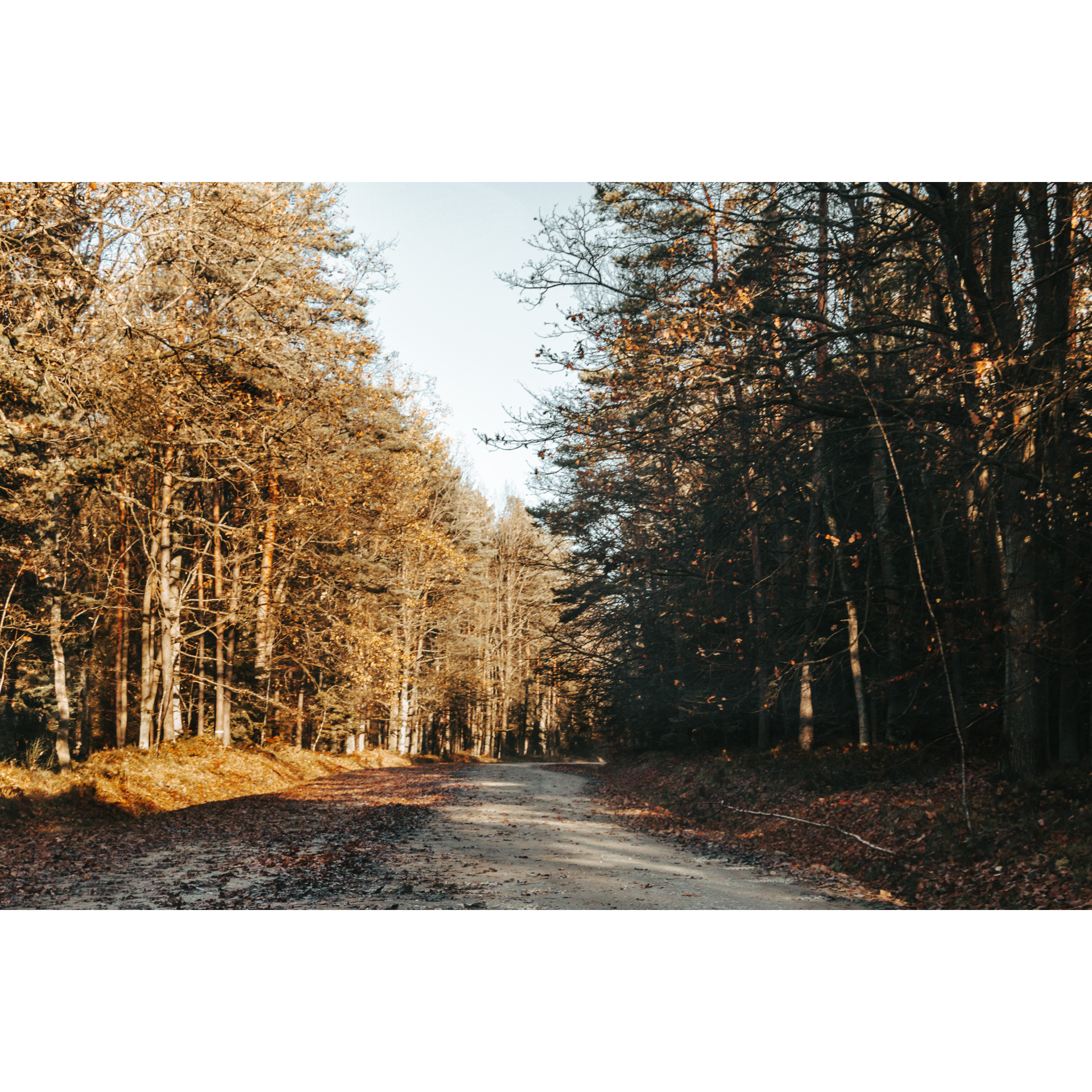 A gravel road leading through the forest with orange leaves on the trees and the ground