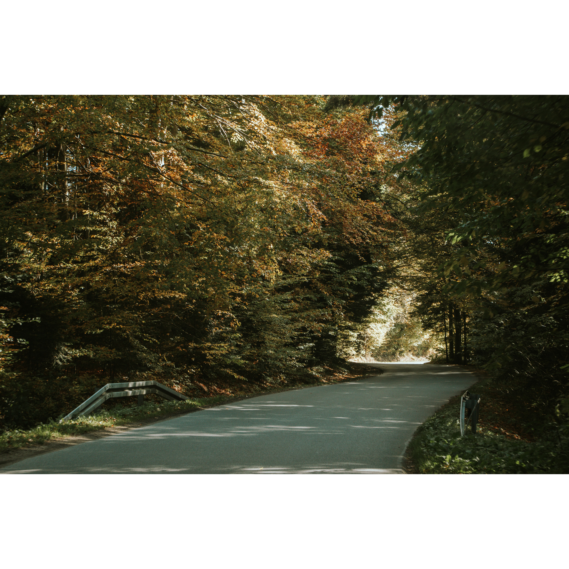 Droga asfaltowa prowadząca przez gęsty las z zielono-żółtymi liśćmi na drzewach