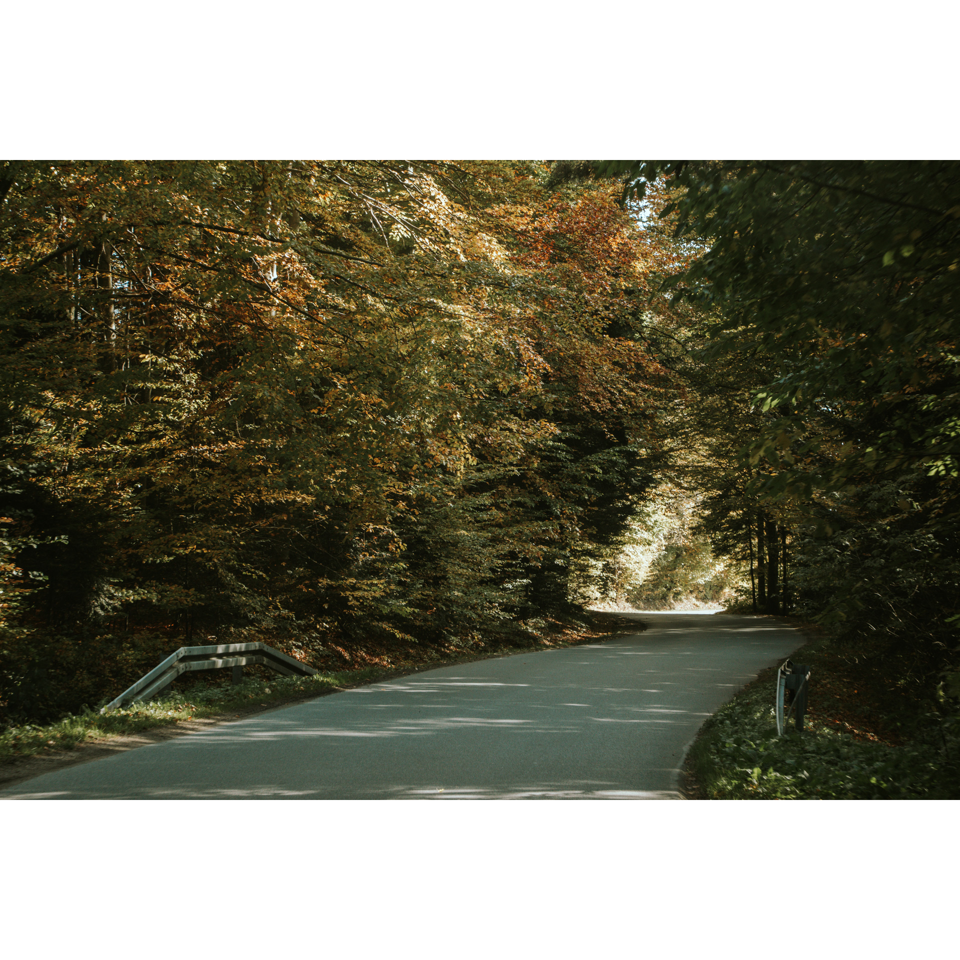 Asphalt road leading through a dense forest with green and yellow leaves on the trees