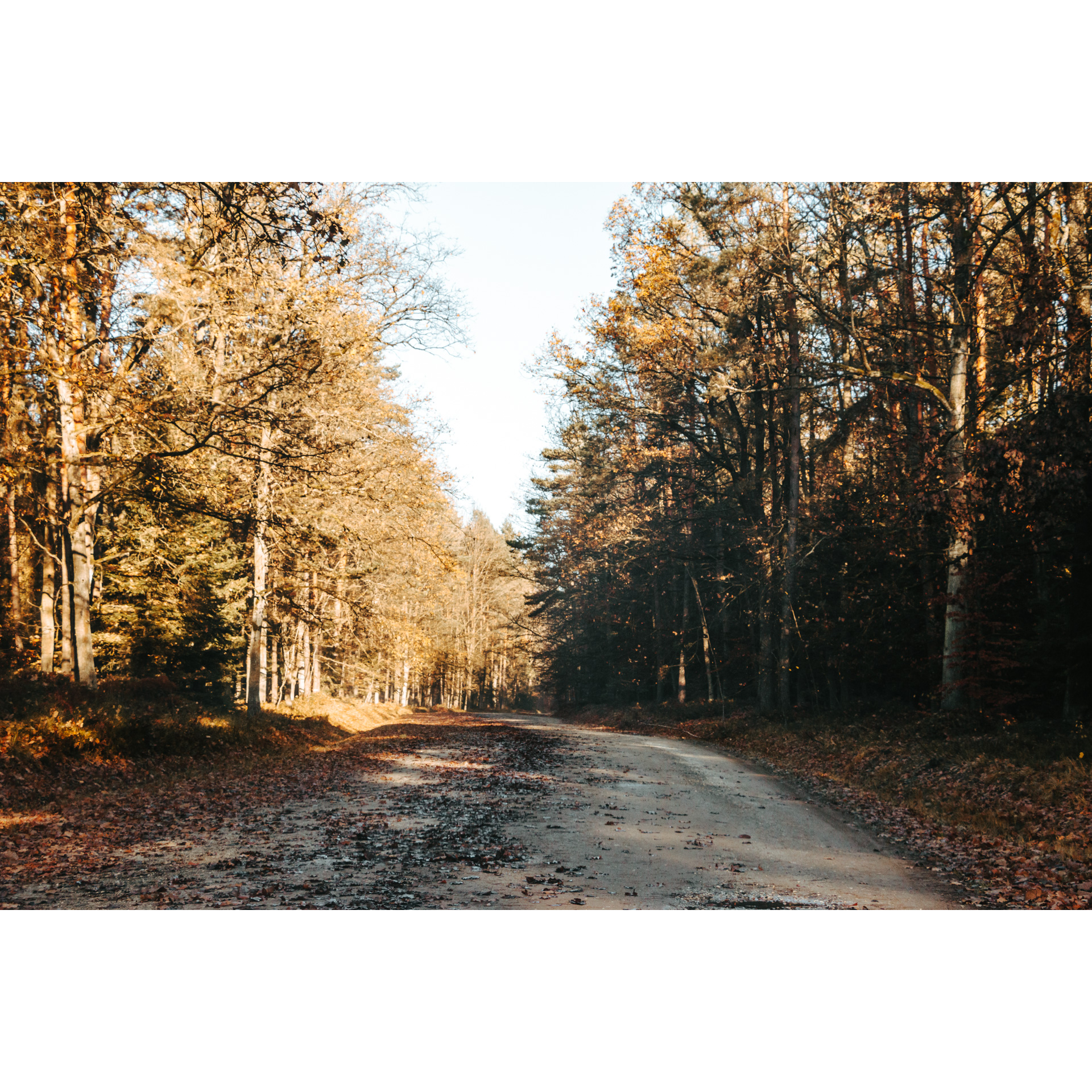A gravel road leading through the forest with orange leaves on the trees and the ground