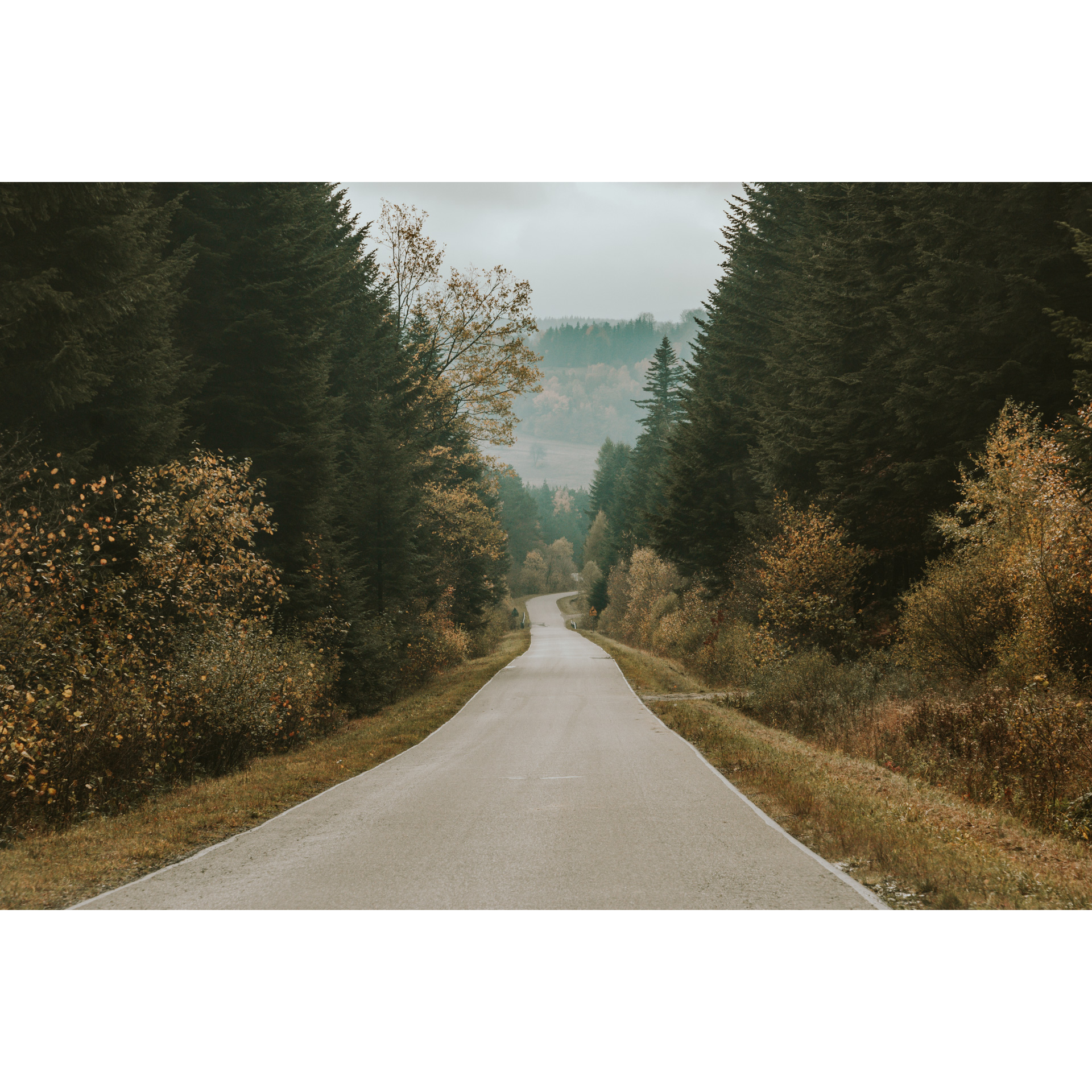 Asphalt road leading through a dense mixed forest with fog floating in the distance