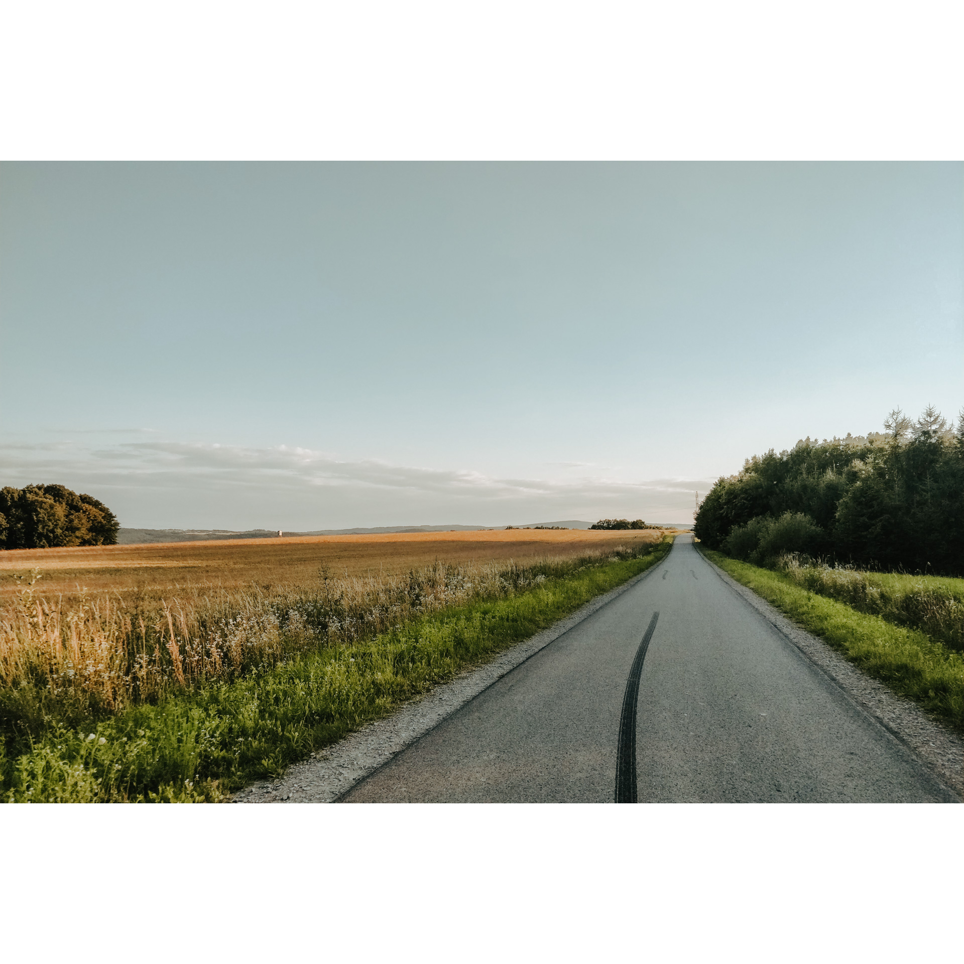 Droga asfaltowa z łąką pełną złotych zbóż po lewej stronie i zielonymi drzewami po prawej stronie