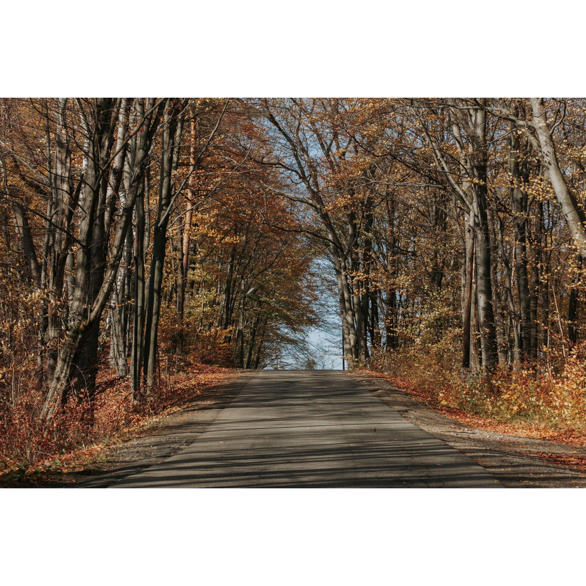 Droga asfaltowa prowadząca na delikatne wzniesienie wśród jesiennych drzew z pomarańczowymi liśćmi 