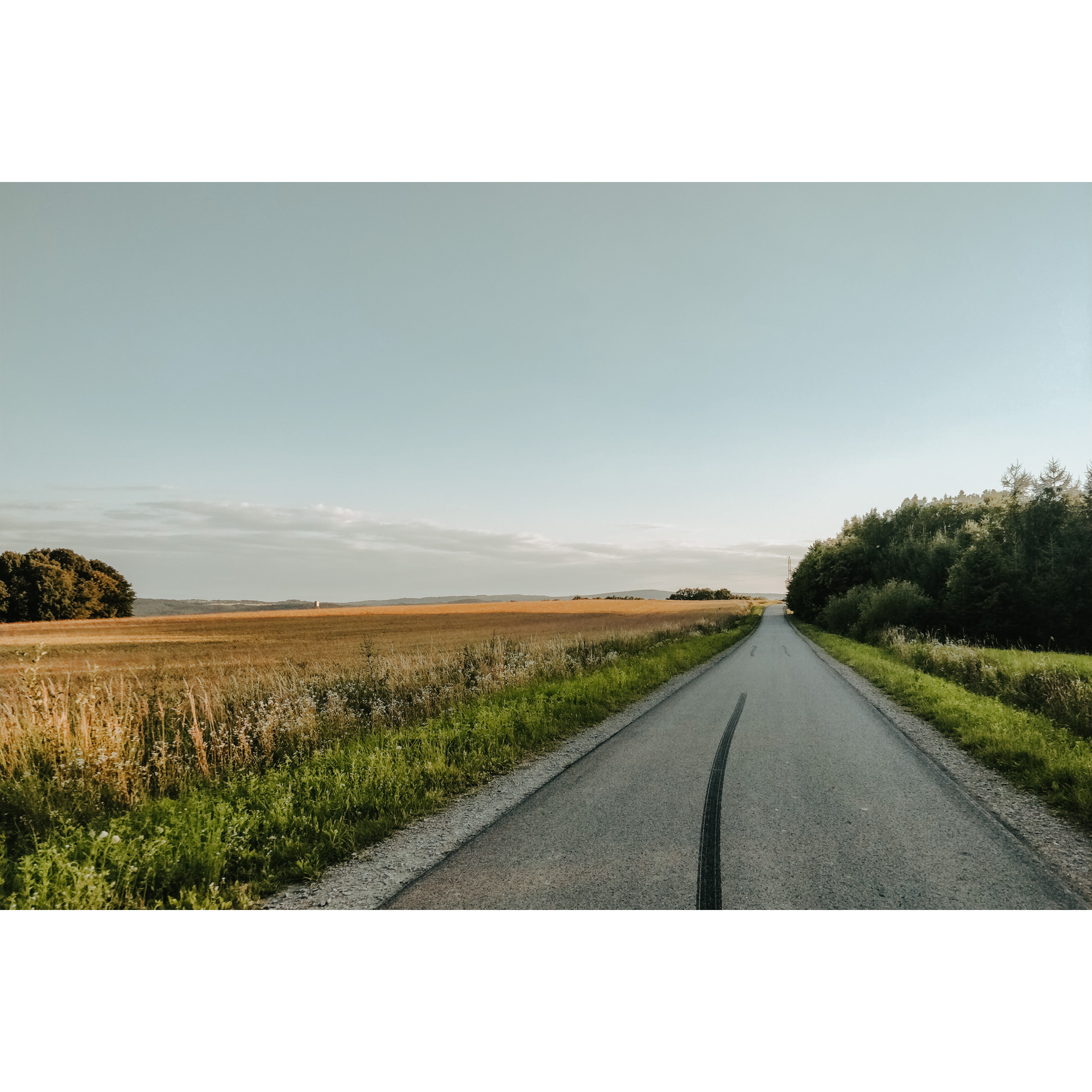 Asphalt road with a meadow full of golden cereals on the left and green trees on the right