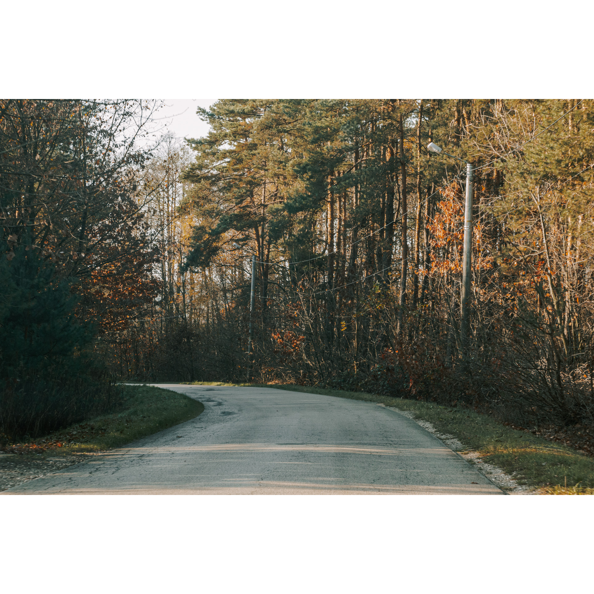 Droga asfaltowa prowadząca przez las mieszany o zielono-pomarańczowych barwach