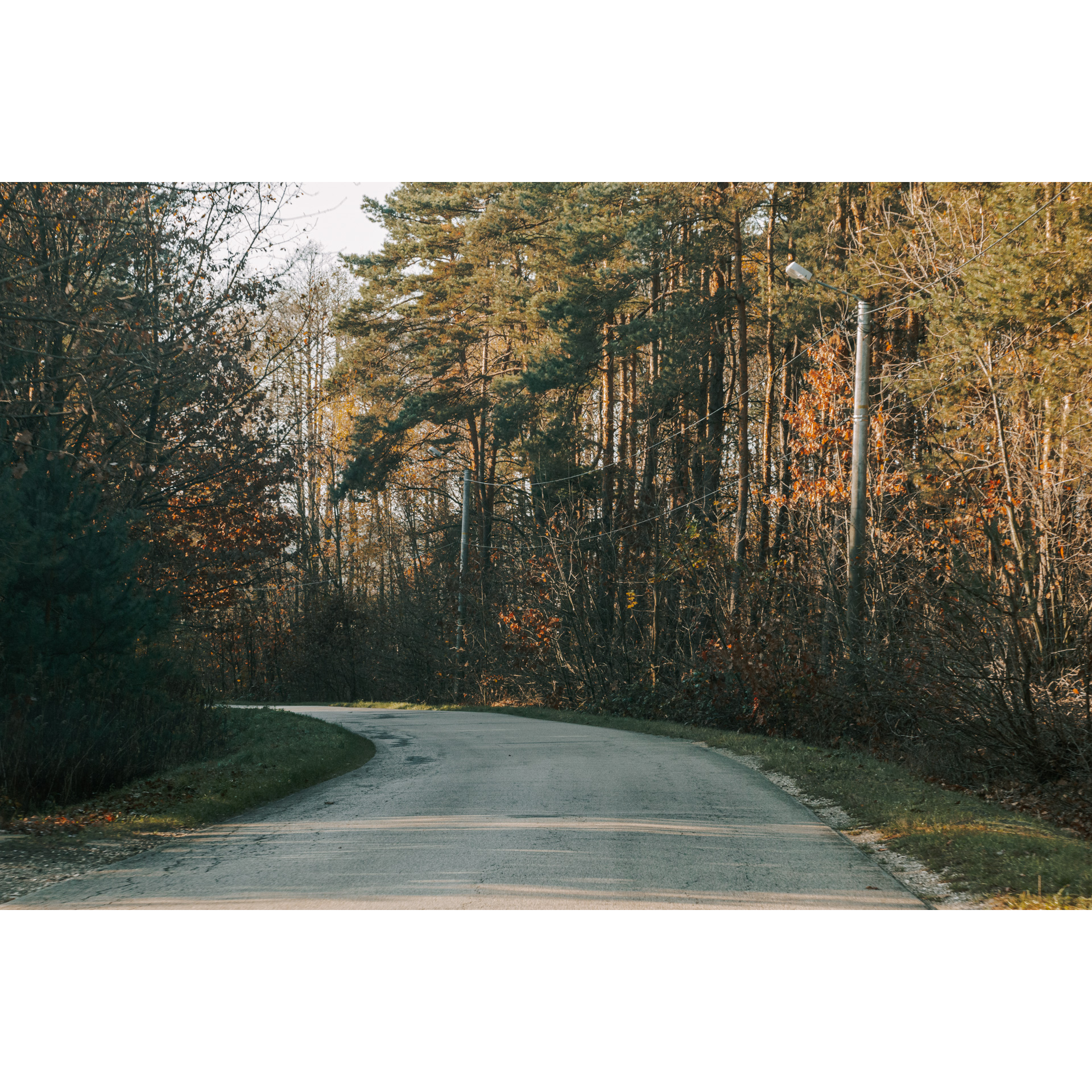 An asphalt road leading through a mixed forest with green and orange colors