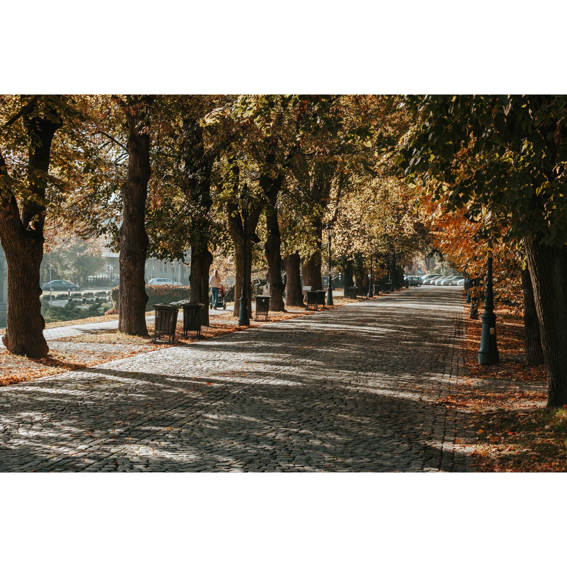 Droga wyłożona kamienną kostką prowadząca przez aleję jesiennych, zielono-żółtych drzew 