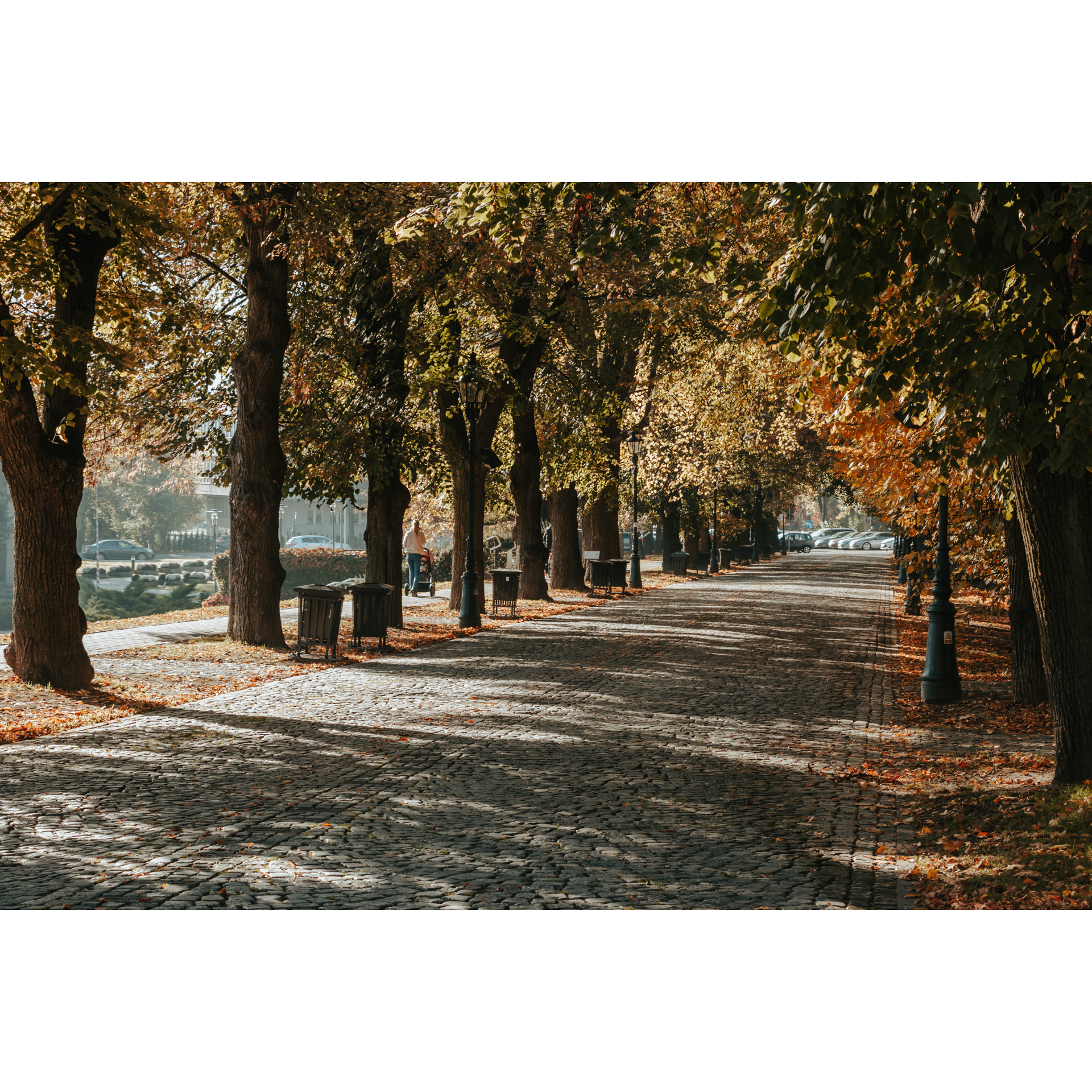 A road paved with stone cubes leading through an alley of autumn, green and yellow trees