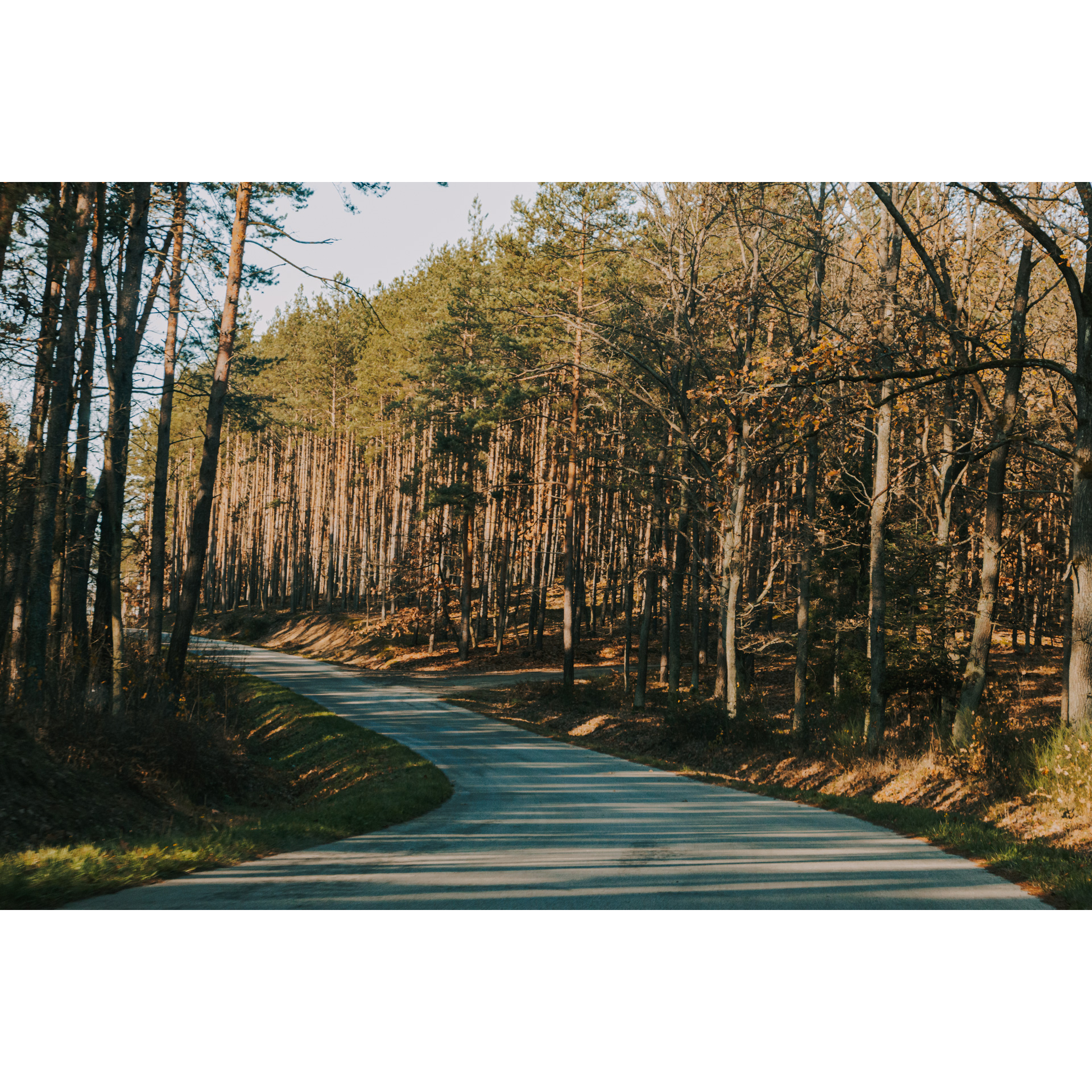 Droga asfaltowa prowadząca przez las z wysokimi drzewami iglastymi