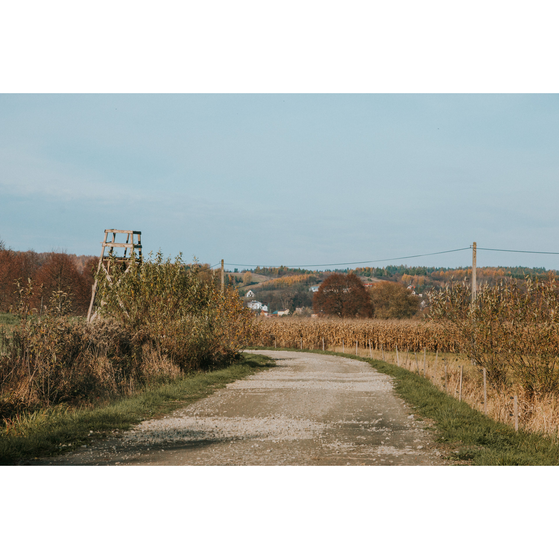 A stony dirt road turning left, cornfield in the background, buildings and trees in the distance, and a bright sky